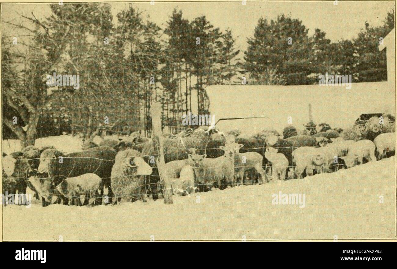 Bulletin .    .:J. The Shepherds Harvest FEEDING SHEEP AND LAMBS: CLOVER HAY V. NATIVE HAY;TURNIPS V. DRY RATION T. R. ARKELL. NEW HAMPSHIRE COLLEGE OF AGRICULTURE AND THE MECHANIC ARTS DURHAM, N. H. 5 .£JL A/0. Id% NEW HAMPSHIRE COLLEGE OF AGRICULTUREAND THE MECHANIC ARTS. NEW HAMPSHIREAGRICULTURAL EXPERIMENT STATION DURHAM, N. H. Board of Control HON. JOHN G. TALLANT, Chairman, HON. WARREN BROWN, HON. N. J. BACHELDER, A. M., M. S., HON. E. H. WASON, B. S., PRES. WILLIAM D. GIBBS, D. ftc, ex officio, West Concord Hampton Falls East Andover Nashua Durham The Station Staff JOHN C. KENDALL, B. Stock Photo