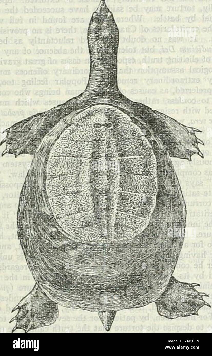 The encyclopædia britannica; a dictionary of arts, sciences, literature and general information . lastron composed of 9plates but covered with 13 shields. This family, still representedby nearly 30 species, widi 8 genera, is found in South Americaand in Australia. Chelys fimhriata, the matamata in the rivers ofGuiana and North Brazil; total length about 3 ft; with animaldiet. Hydromedusa, e.g. tectifera, with very long nock, m Brazil,much resembling Chelodina. e.g. longicollis of the Australian region. Family 3. Carettocheh-didac.—Caretlochelys inscitlpta, the onlyspecies, in the Fly river of Stock Photo