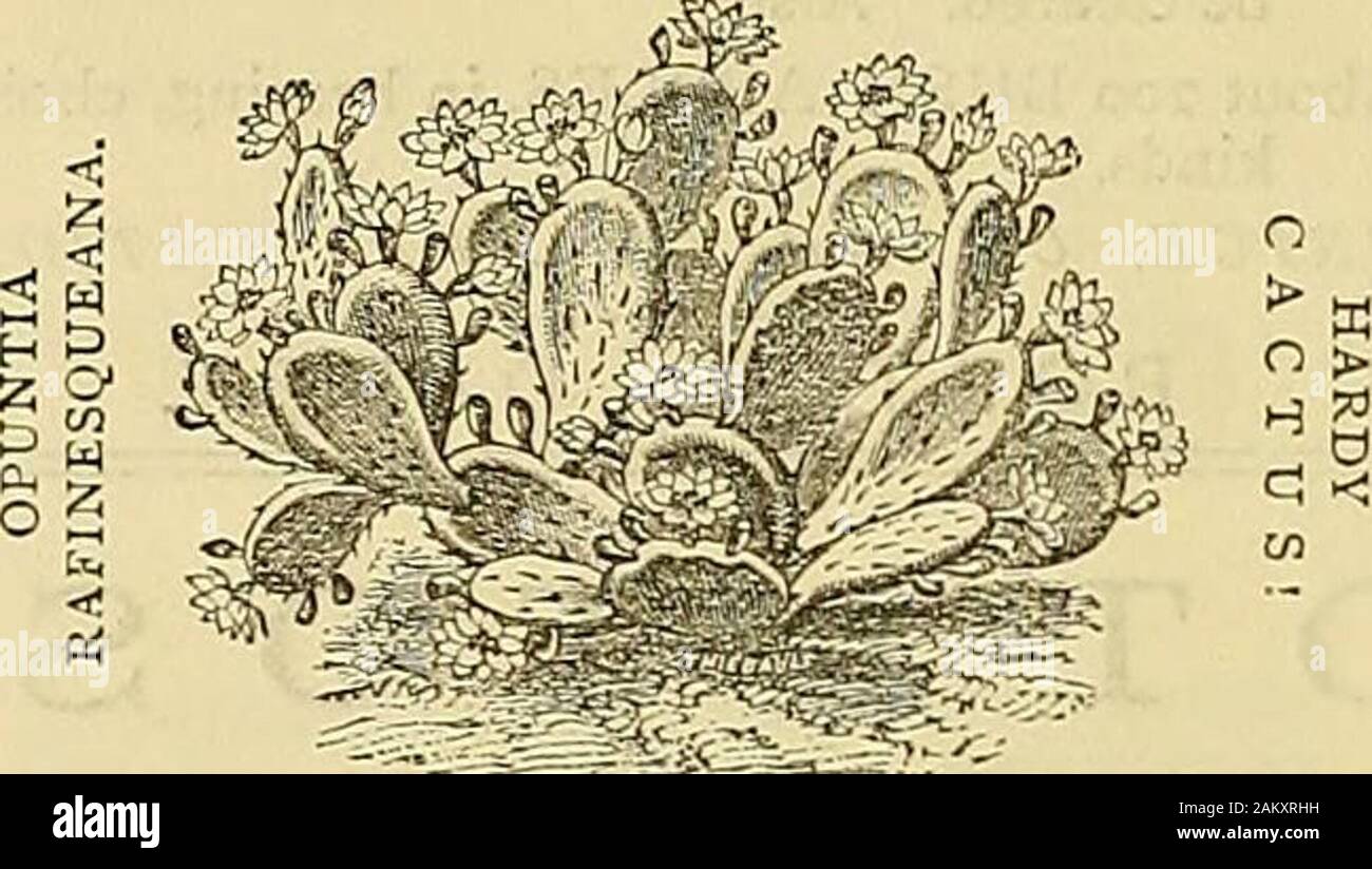 The Gardeners' chronicle : a weekly illustrated journal of horticulture and allied subjects . A. M. C. JONGKINDT CONINCK DECS TO OFFDR Laxge Quantities, at Low Prices, of—. SAXIFRAGA granulata, fl.pl.SPIR/EAatuncus „ tilipendula fl.-pl. ,, ralmata elegansTRADESCANTIA vlrgioica (five beautiful varieties). C O N 1 F E R yE, Haifa foot high. The best Golden and Silve Variegated sorts. Jtsr A WHOLESALE TRADE LIST, including SMALLCONIFERjE. HARDY PERENNIALS. HARDY ERICAS,HARDY AQUATICS. ALPINE PLANTS, &c., free on application. Tottenham Nurseries, DEDEMSVAART, near ZWOLLE, NETHERLANDS. GEO. JACKMAN Stock Photo