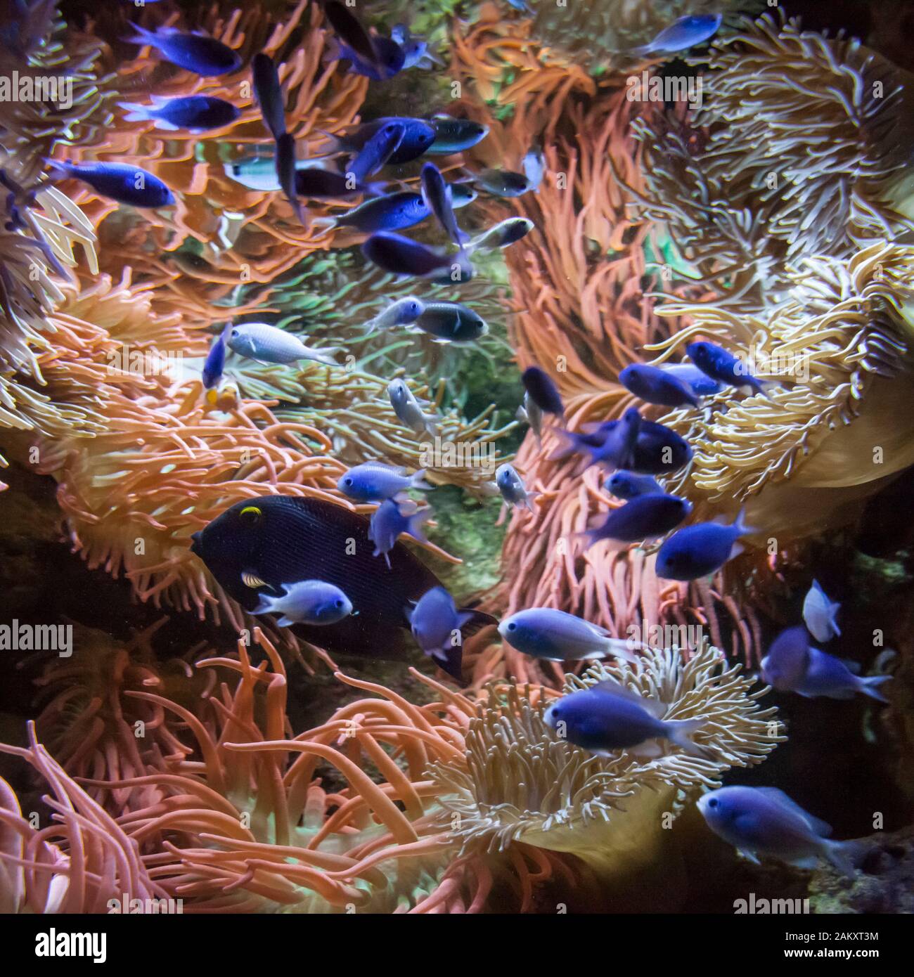 Colorful square shot of some tropical blue fishes playing with anemones at the Georgia aquarium , Atlanta, Georgia, USA Stock Photo