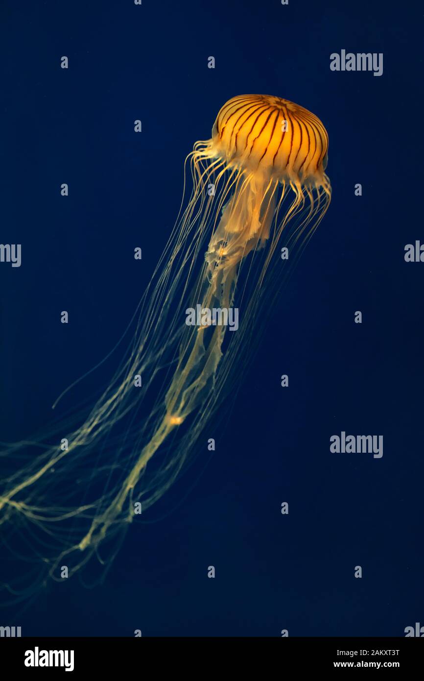 Colorful vertical shot of a beautiful Pacific Sea Nettle jellyfish on a dark blue background at the Georgia aquarium, Atlanta, Georgia, USA Stock Photo