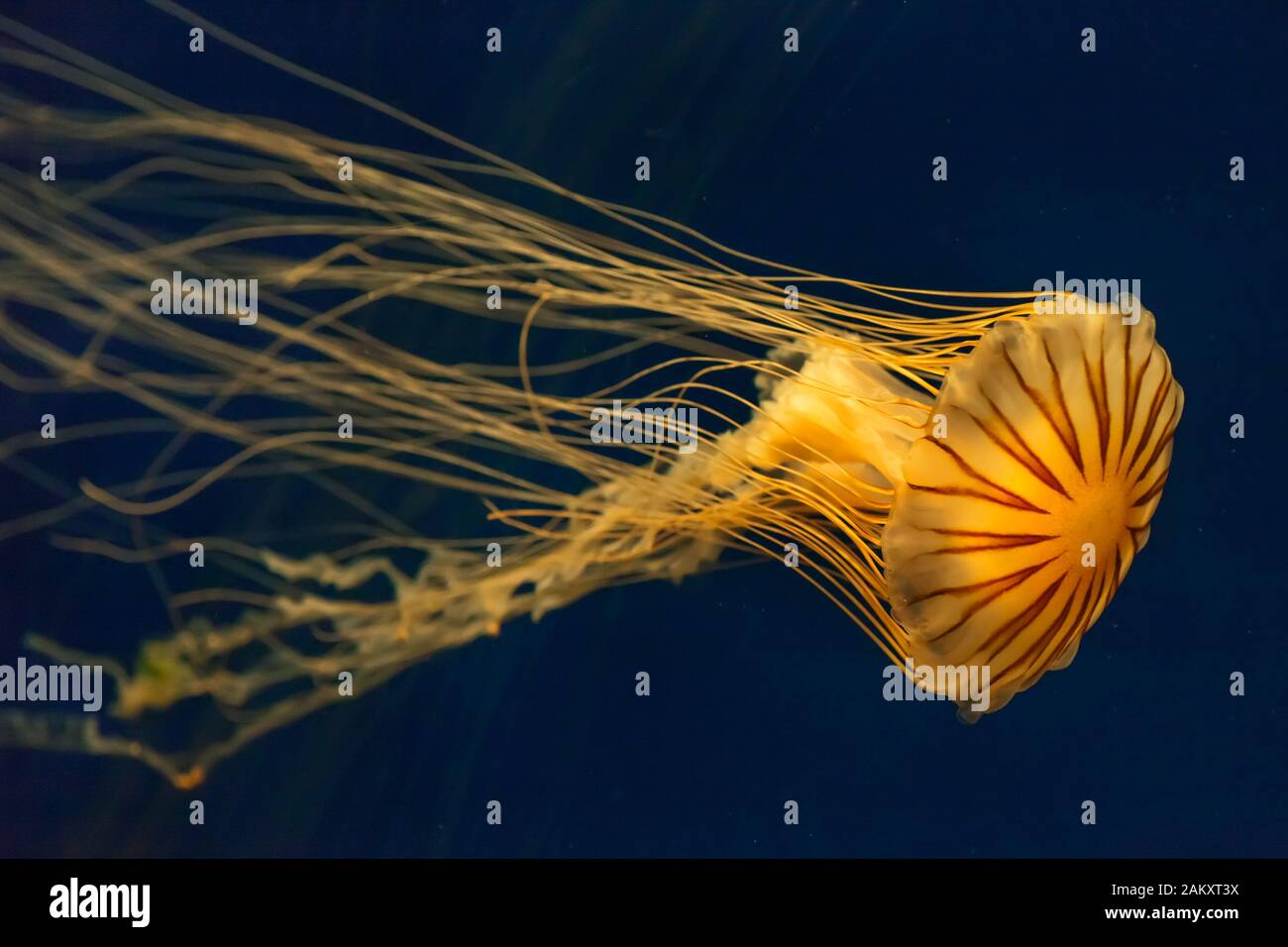Colorful close-up horizontal shot of a Pacific Sea Nettle jellyfish on a dark blue background at the Georgia aquarium, Atlanta, Georgia, USA Stock Photo