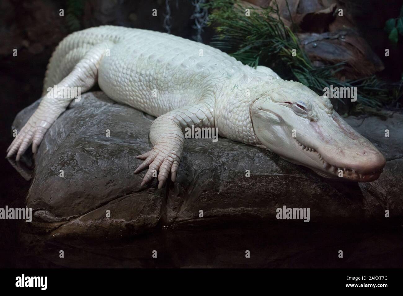 American albino alligator at the Georgia aquarium, Atlanta, Georgia, USA Stock Photo