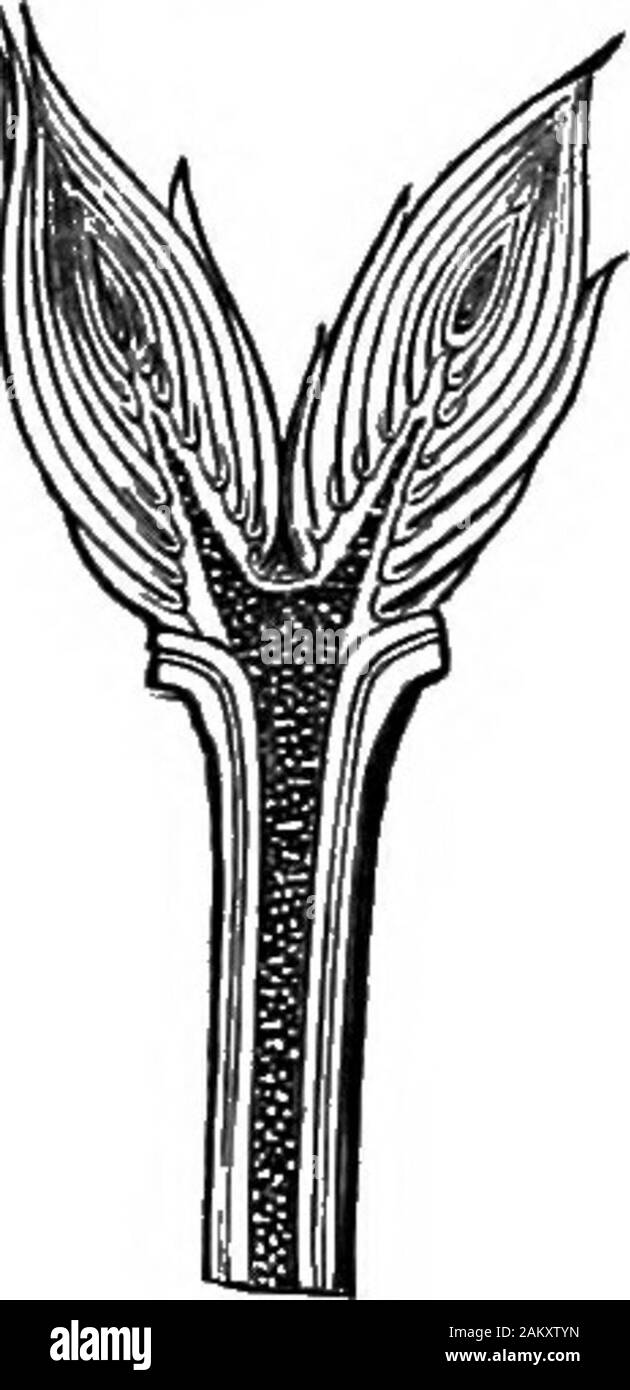 How crops growA treatise on the chemical composition, structure, and life of the plant, for all students of agriculture .. . , which haveno leaves, it performs the ofiices of these organs. In gen-eral, the functions of the stem are subordinate to thoseof the organs which it bears—the leaves and flowers. Itis the support of these organs, and only extends in lengthor thickness with the apparent purpose of sustaining themeither mechanically or nutritively. BndSi—^In the seed the stem exists in a rudimentarystate, associated with undeveloped leaves, forming a biMl.The stem always proceeds at first Stock Photo