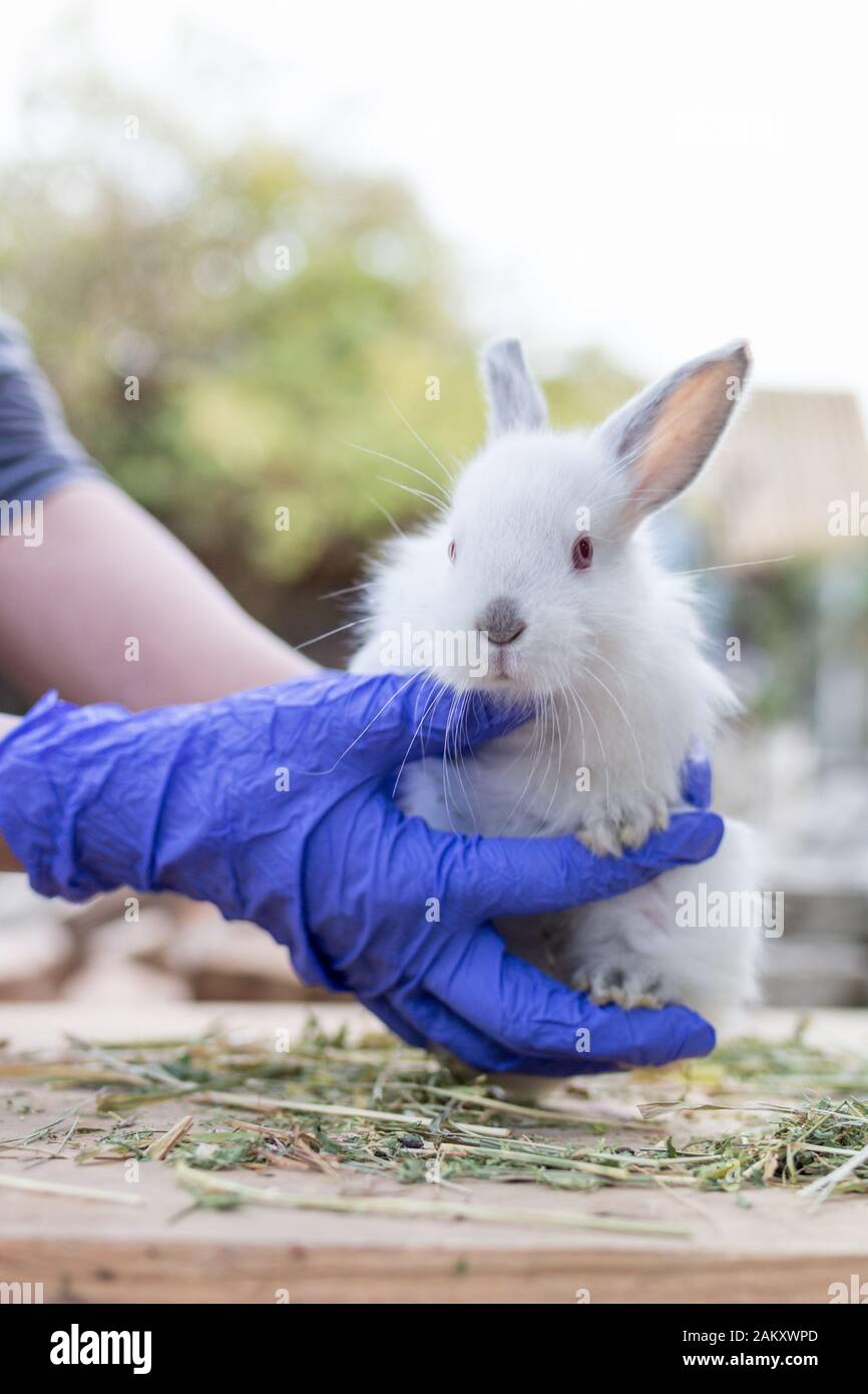 Research lab rabbit hi-res stock photography and images - Alamy