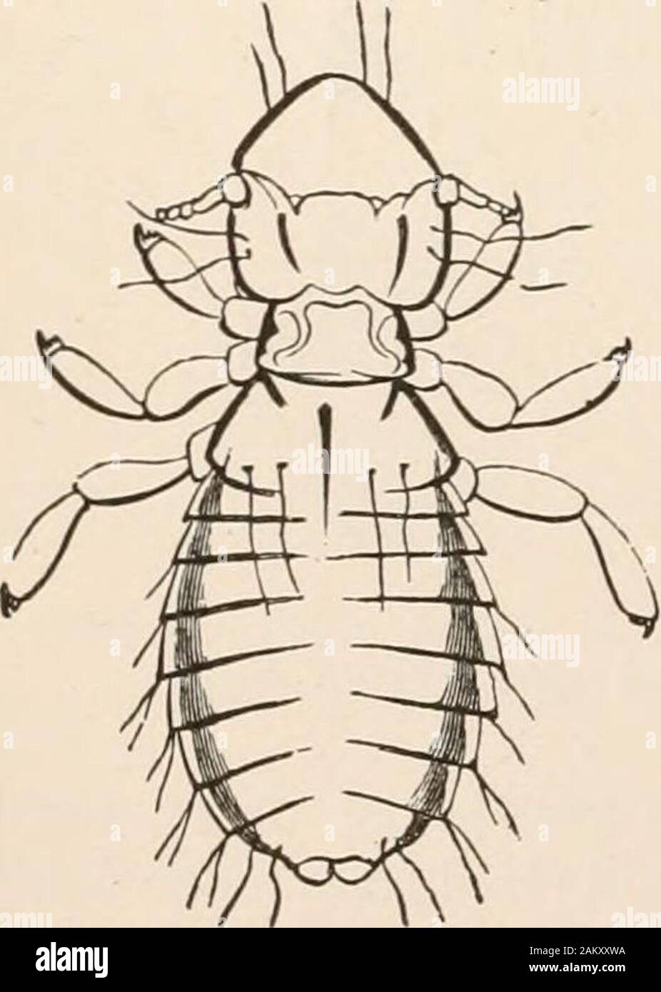 Entomology for beginners; for the use of young folks, fruitgrowers, farmers, and gardeners; . th of a normal winged male and female, replace them inthe colony. A male or king was found by Muller livingwith thirty-one complemental females. Suit-order 1. Mallophaga.—The bird-lice live usually as parasites under the feathers ofbirds, eating the feathers; but thespecies of two genera (Tricho-dectes and Gyropus) live on mam-mals, eating the young hairs, andsometimes clots of blood. Theydiffer from lice in having jawsadapted for biting. They can bemounted in balsam as transparentobjects for the micr Stock Photo