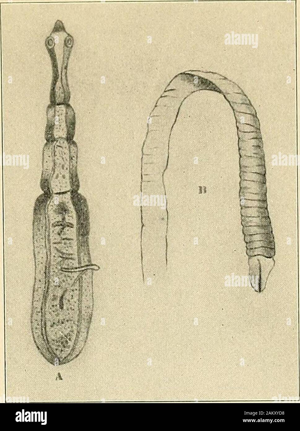 The hygiene of transmissible diseases; their causation, modes of dissemination, and methods of prevention . between the time ofingestion of the larvae of this worm and the appearance ofproglottides in the dejecta. Tcenia saginata is commoner in this country than is tcBiiiasolium, probably owing to the greater care that is given tothe cooking of pork. Bothriocephalus latus, a large, long cestode found morecommonly in those whose diet is composed of fresh fish. Itis said to be common in the Baltic provinces and in parts ofSwitzerland. In its larval form it is often encountered in theabdominal ca Stock Photo