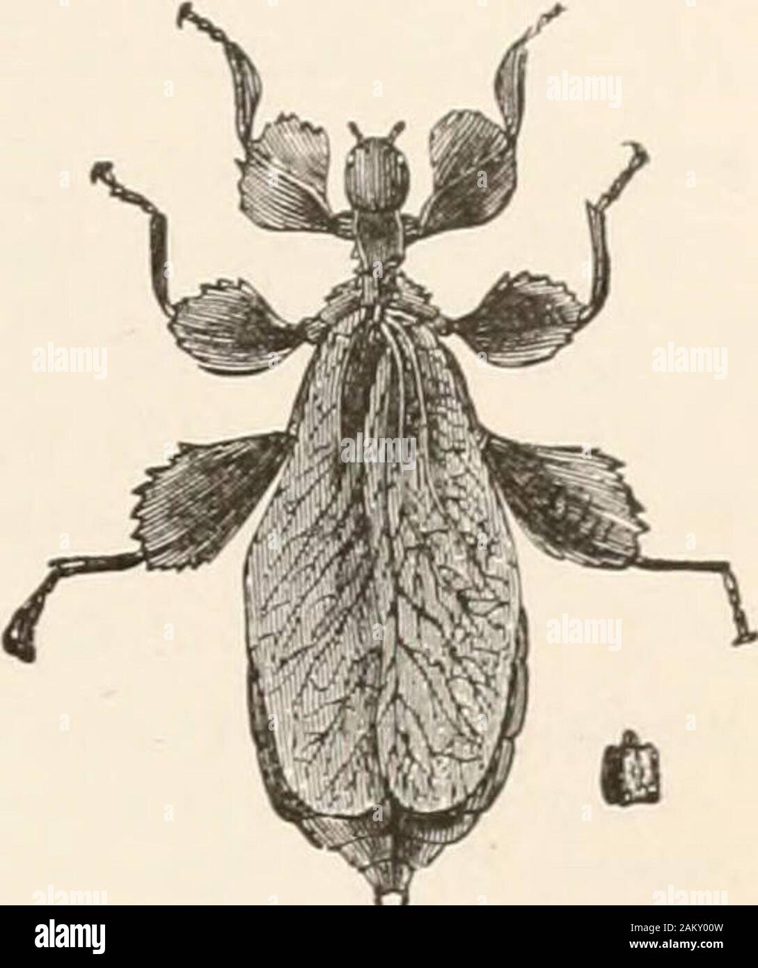 Entomology for beginners; for the use of young folks, fruitgrowers, farmers, gardeners; . FIG. 47.—Mantis Carolina, soothsayer. Natural size,consists of other insects. Eggs laid in large bunches on various plants.. ORDER
