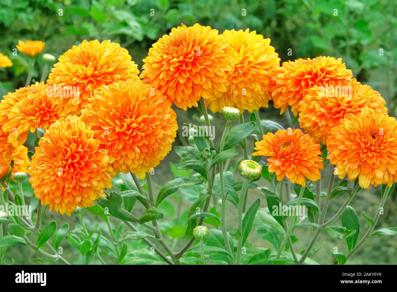Orange chrysanthemum buds in nursery. Chrysanthemum wallpaper. Floral bright blooming background. Close up. Stock Photo