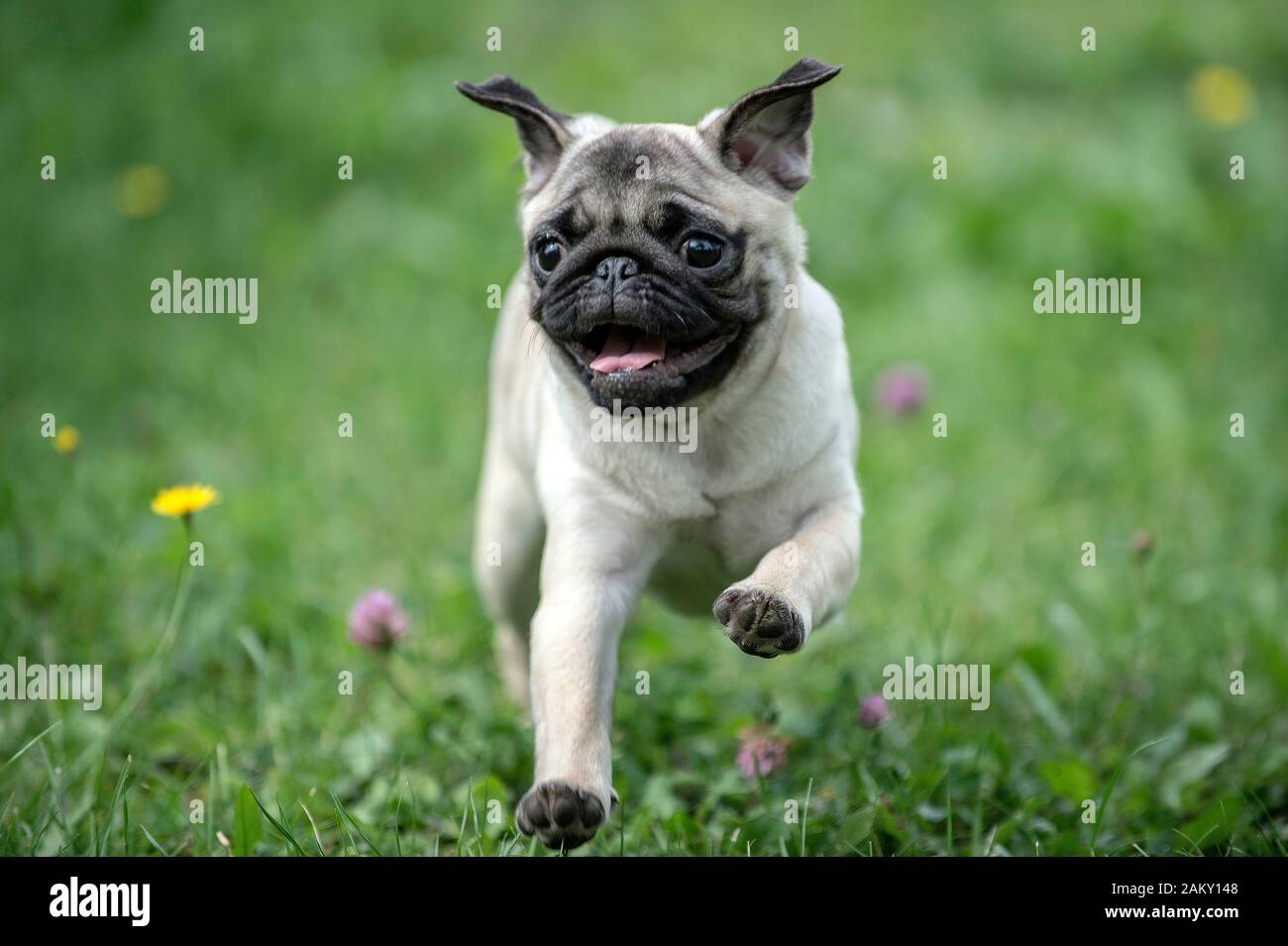 Pug shorts cheap