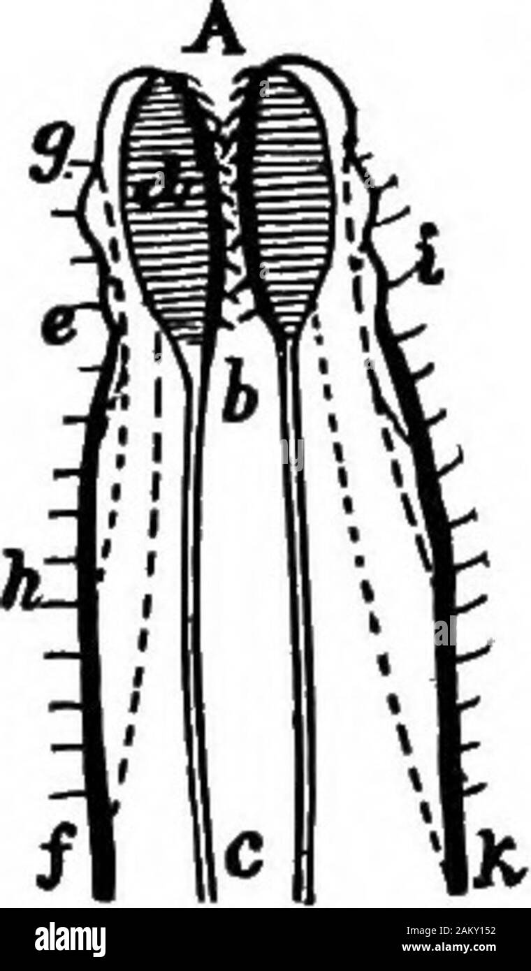 First lesson in zoology : adapted for use in schools . blood-vessels with their connecting branches observed, as well asthe alimentary canal and the nervous system. This worm is very voracious, thrusting out its pharynxand seizing its prey with its two large pharyngeal teeth * Darwin. Formation of vegetable mould tlirough the action of worms. 42 FIRST LESSONS IN ZOOLOGY. (Fig. 56). It secretes a yiscid fluid lining its hole, upwhicli it moves, pushing itself along by its bristles. At night it leaves its hole,swimming on the surfaceof the water.* The body consists of fromone hundred to two hun- Stock Photo
