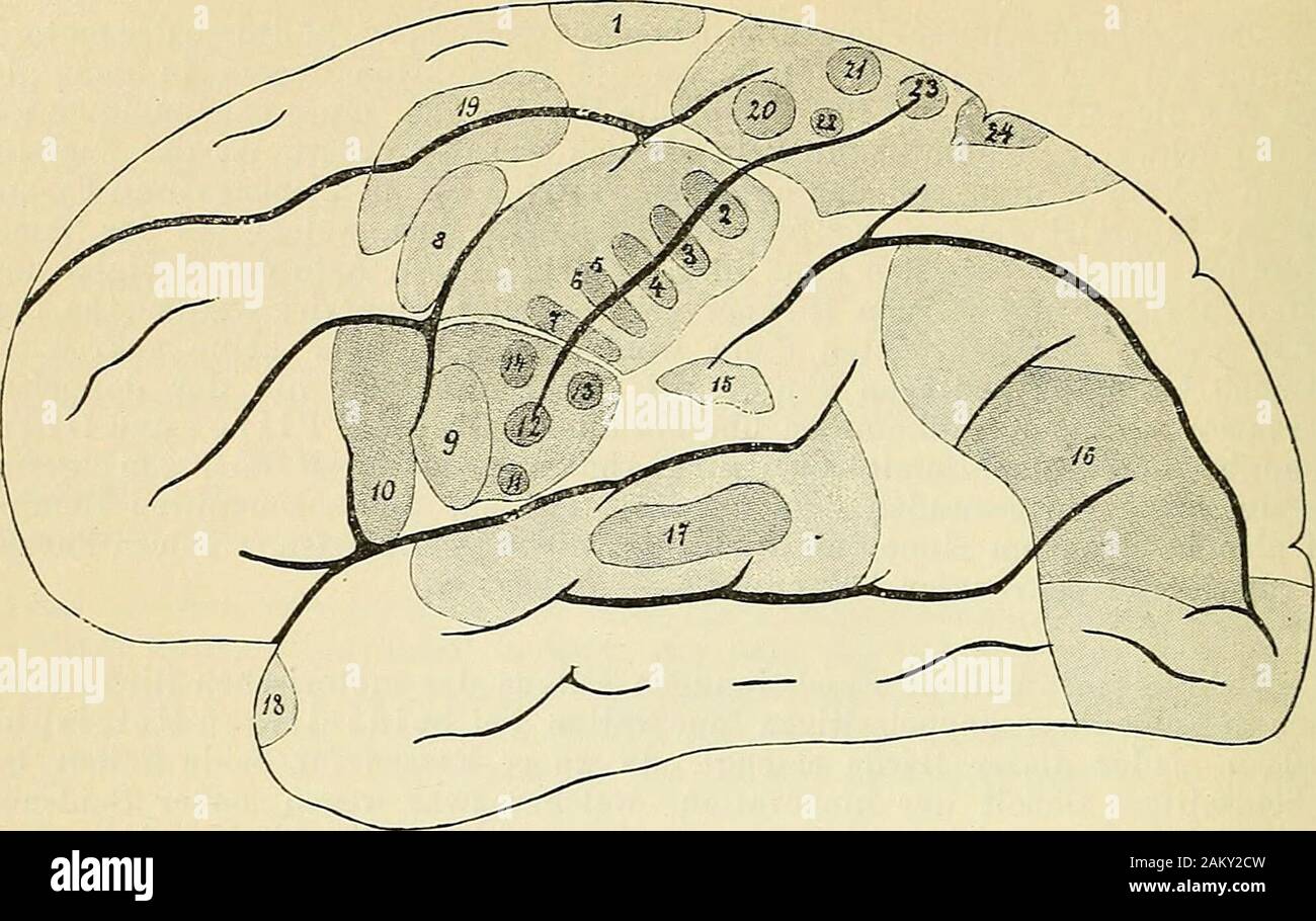 Lehrbuch der klinischen Untersuchungs-Methoden : für Studirende und praktische Aerzte . werden. III. Cerebrale Localisaüonen. Ohne des Genaueren auf die cerebrale Localisationslehre eingehen zu wollen,welche mehr in die specielle Diagnostik gehört, gebe ich aus praktischen Gründenhier blos die folgenden Abbildungen, welche bei Problemen der corticalen undKerndiagnostik zur Orientirung benützt werden können. *) Citirt nach Pierre Marie, Leqons su.r les maladies de la mcelle 1892, S. 26.**) Die auffällige Thatsache, dass auch bei Rückenmarksläsionen, welche diemotorische Leitung auf beiden Seite Stock Photo