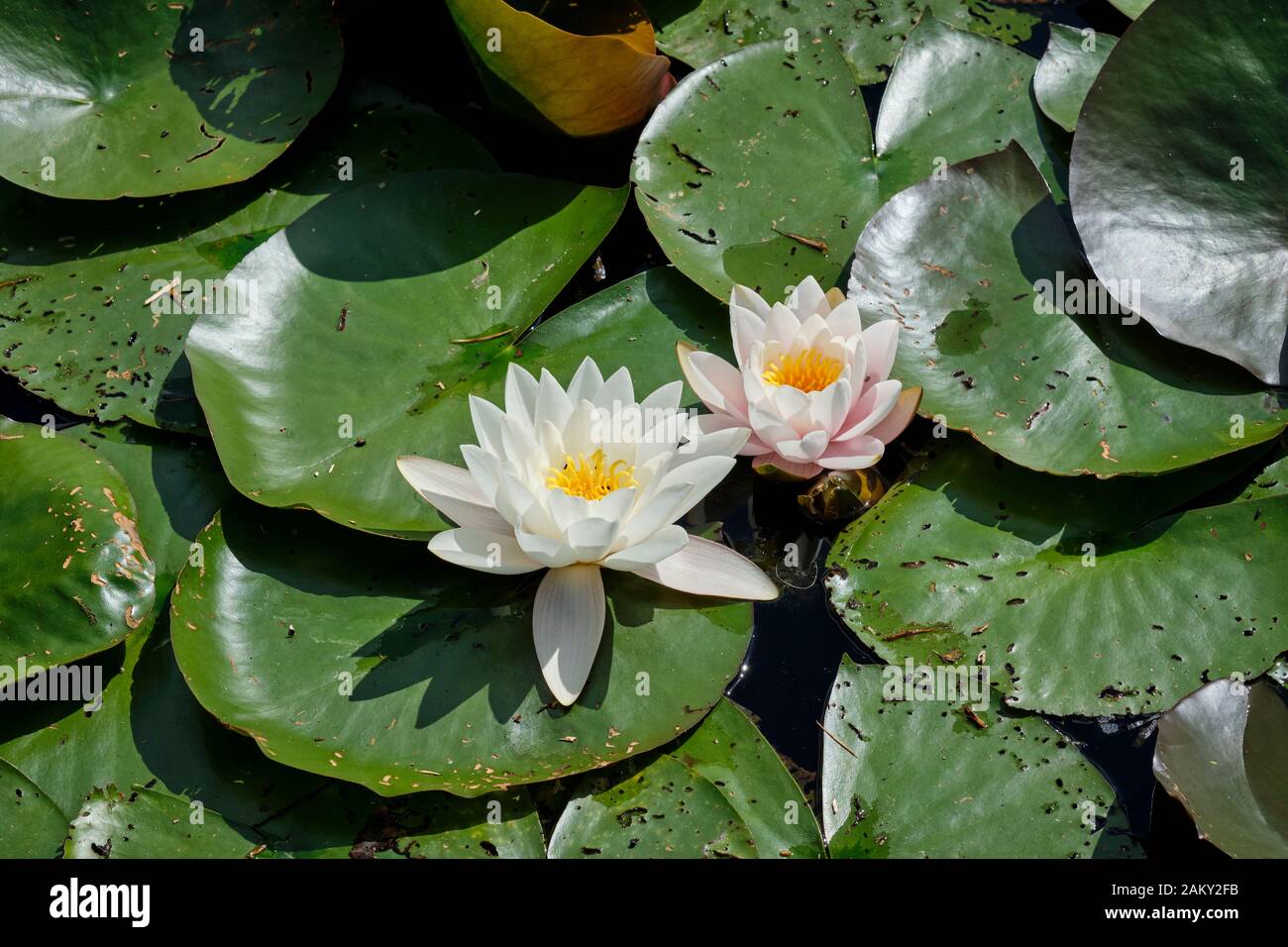 A lot of water lilies in a pound Stock Photo Alamy