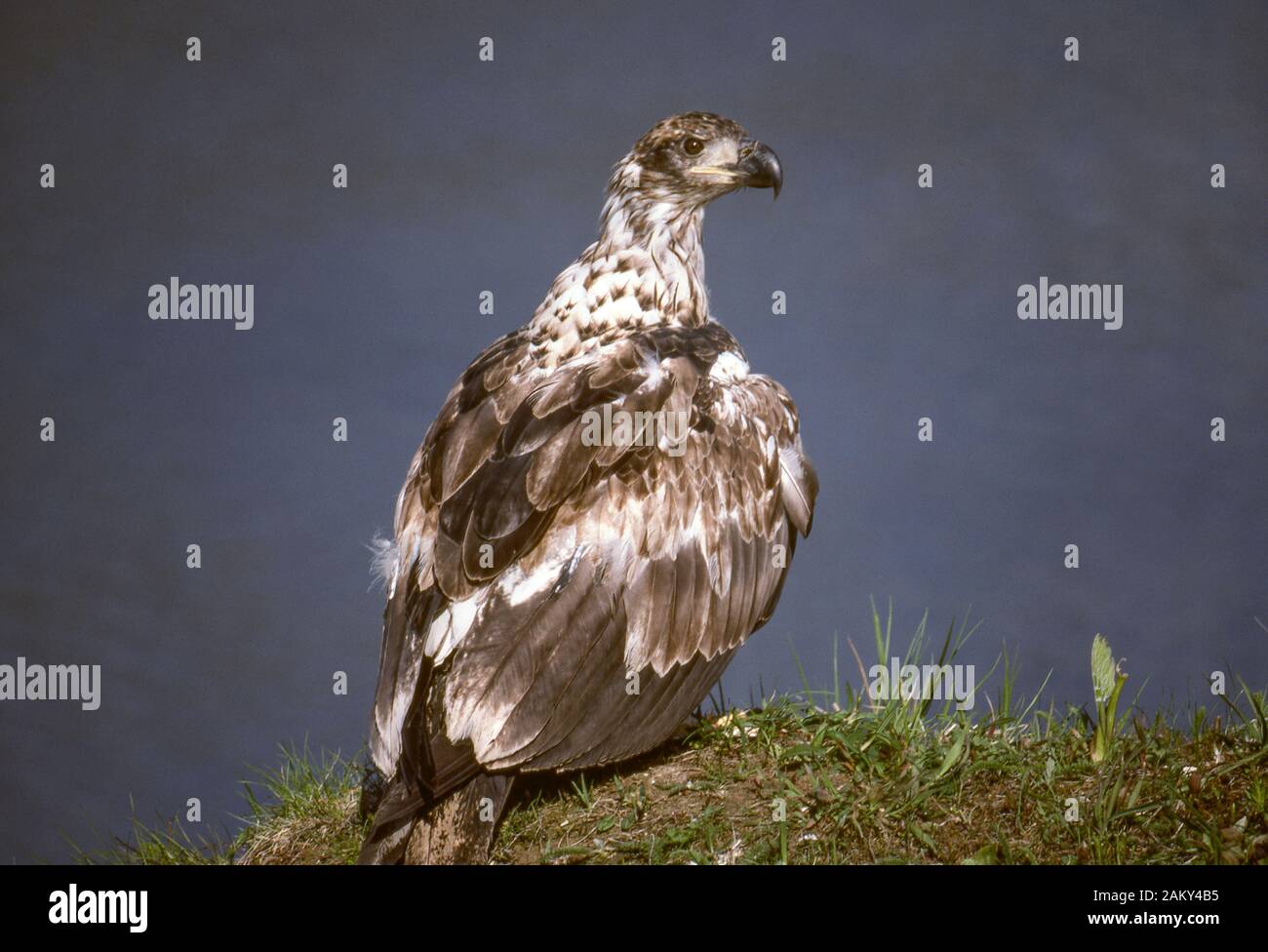 Immature bald eagle, Dutch Harbor, Aleutian Islands, Alaska. Stock Photo