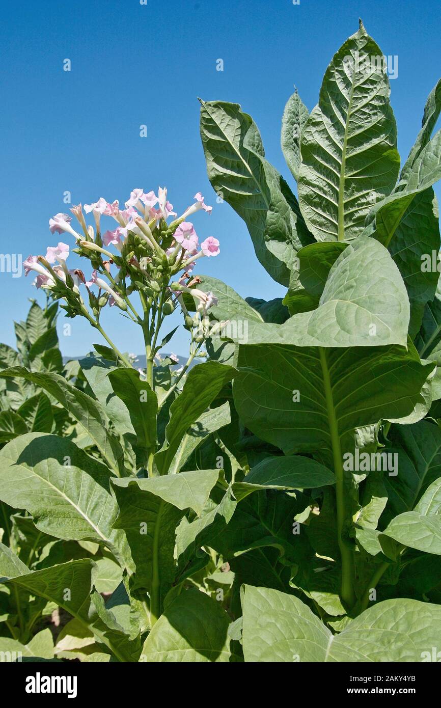 tobacco, plants and flowers, nicotiana tabacum, solanaceae Stock Photo
