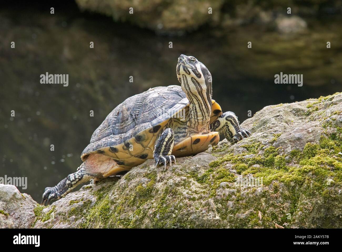 turtle yellow-bellied slider warms his in the sun Stock Photo