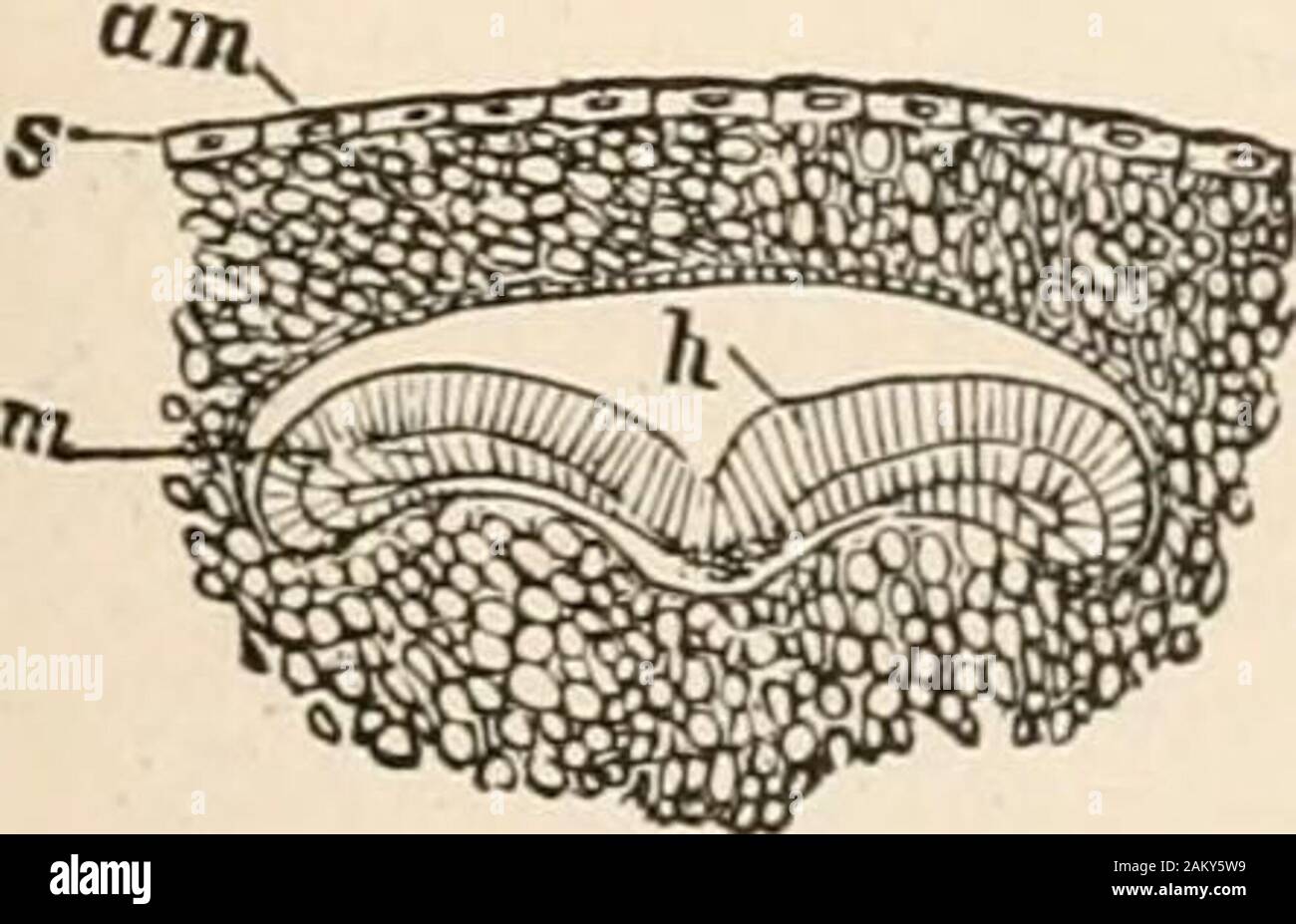 Entomology for beginners; for the use of young folks, fruitgrowers, farmers, and gardeners; . m n o p q r s FIG. 30.—Eggs of different insects, a, Tortrix; 6, Liparis; c, a noctuid, Trachea;d, usual shape of those of bark-borer, etc.; e, Melolontha; /, Chironomus; g,Lyda; h, Musca; i, honey-bee; fc, Rhodites rosae; /, Chrysopa; m, Drosophila;n, Pentatoma; o, Nepa; p, Pieris crataegi; q, bed-bug; r, louse, fastened to ahair; s, Hypoderma actseon, bot-fly.—From Judeich and Nitsche. putrid meat, and moths and butterflies lay their eggs onthe leaves or stems of the food-plant, where the caterpilla Stock Photo