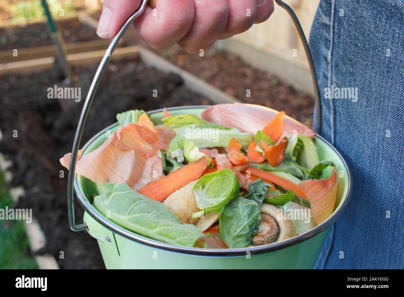 Food waste, such as vegetable and fruit peelings, taken into a home vegetable garden for making into compost. UK Stock Photo