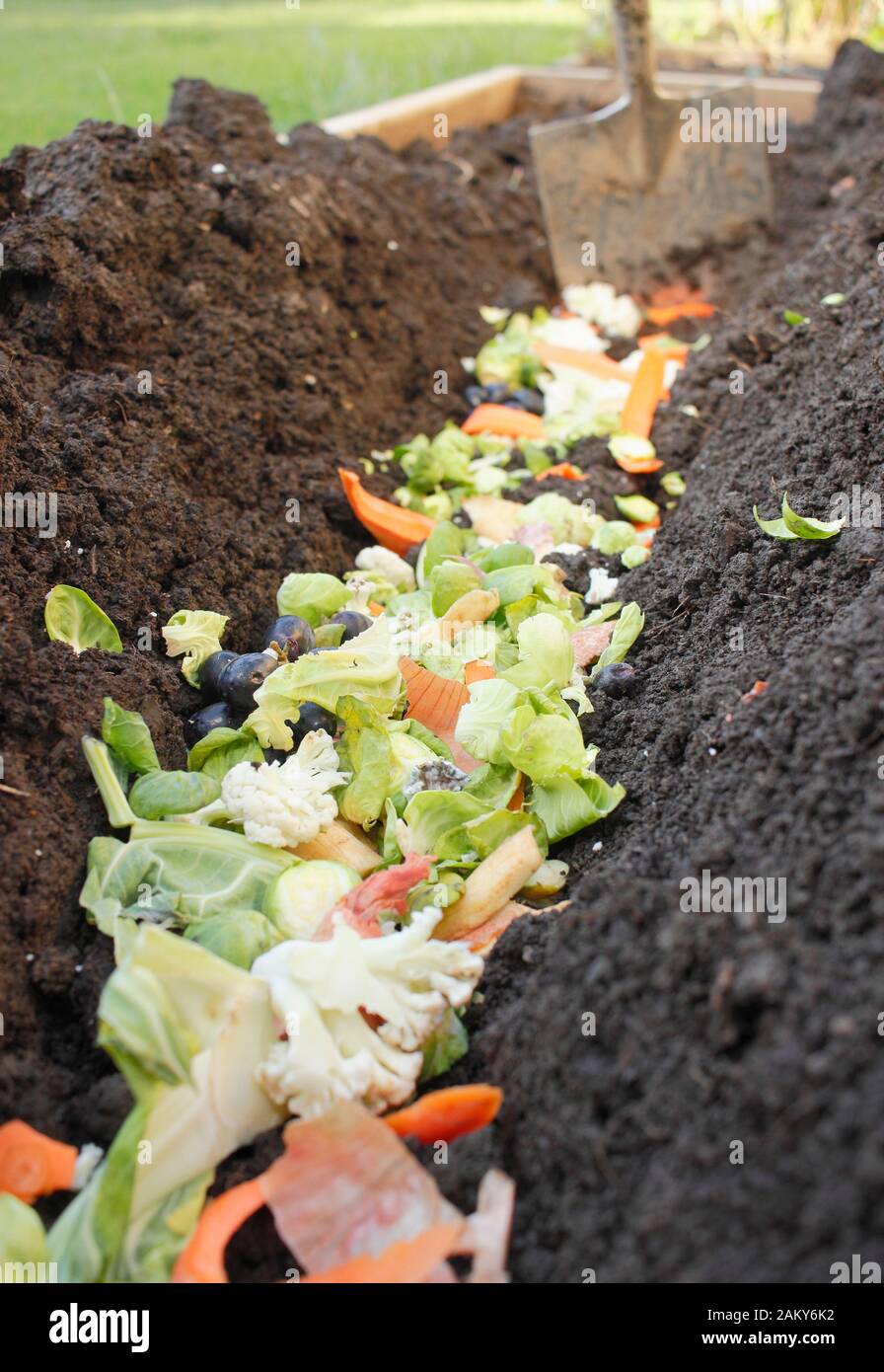 Green food waste placed directly into a vegetable patch trench to rot overwinter and give next season hungry crops a nutrient boost. UK Stock Photo