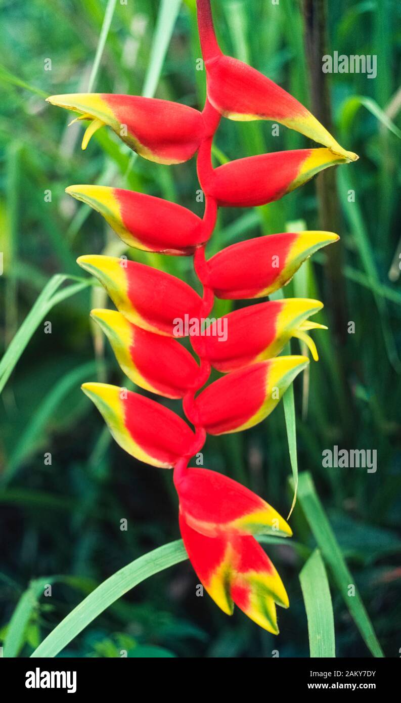 This ornamental heliconia plant (Heliconia rostrata) is a favorite in tropical flower arrangements because it is so colorful and long lasting. Native to Central and South America, the tall perennial plant is commonly known by these names:  Hanging Heliconia, Hanging Lobster Claw, False Bird of Paradise, Lobster-claw and Crab Claw. Stock Photo