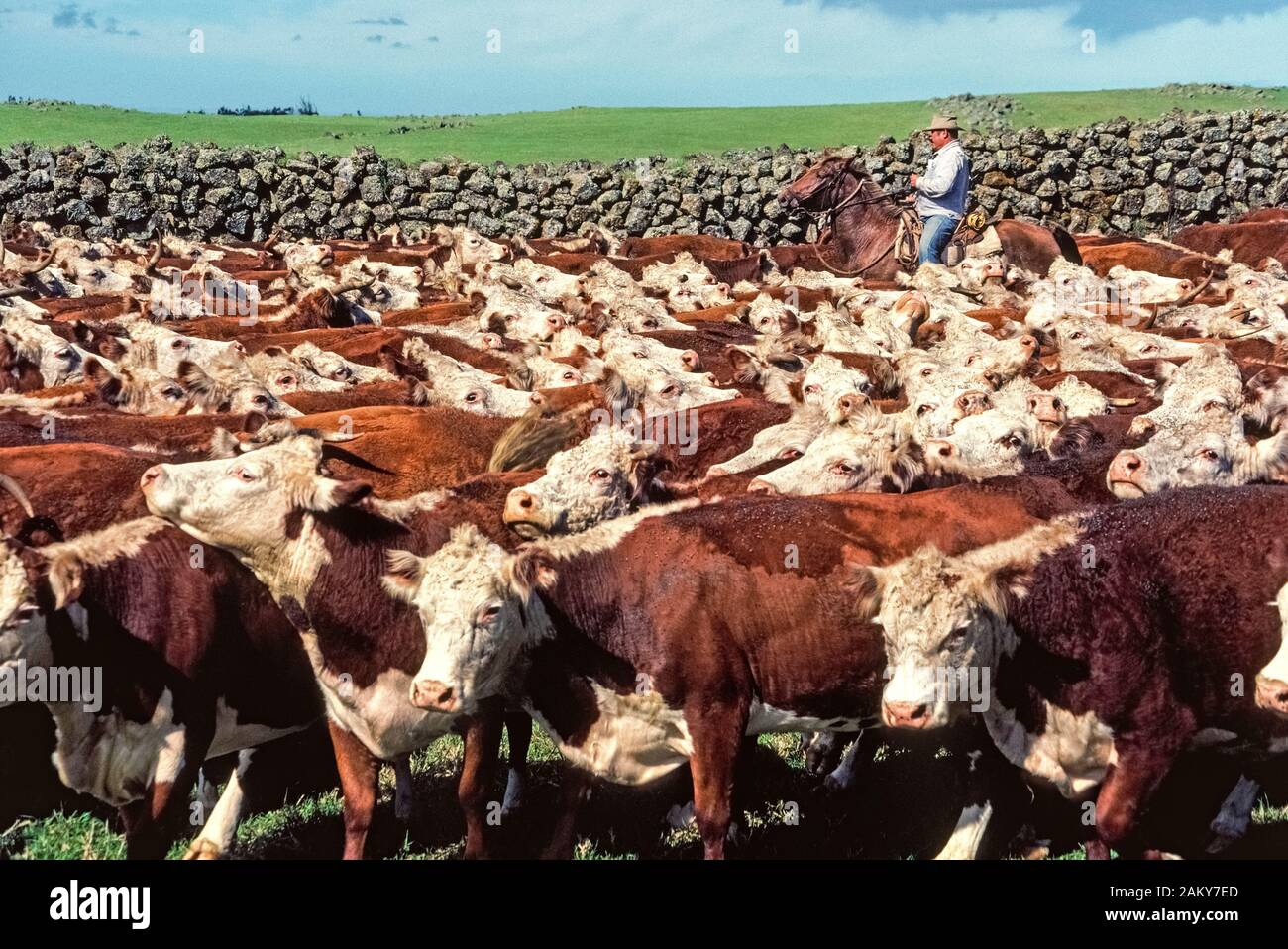 A Hawaiian cowboy known as a paniolo helps gather a big herd of white-faced beef cattle behind a fence of lava rocks during a roundup at the historic Parker Ranch on the Big Island of Hawaii in Hawaii, USA. Native Hawaiians became cowboys as long ago as 1847 when the cattle ranch was established on that Pacific Ocean island and grew to become one of the largest privately-owned ranches in the United States. Nowadays about 17,000 head of beef cattle graze on the Parker Ranch's rolling grasslands that cover 130,000 acres (52,610 hectares) in the center of the Big Island. Stock Photo