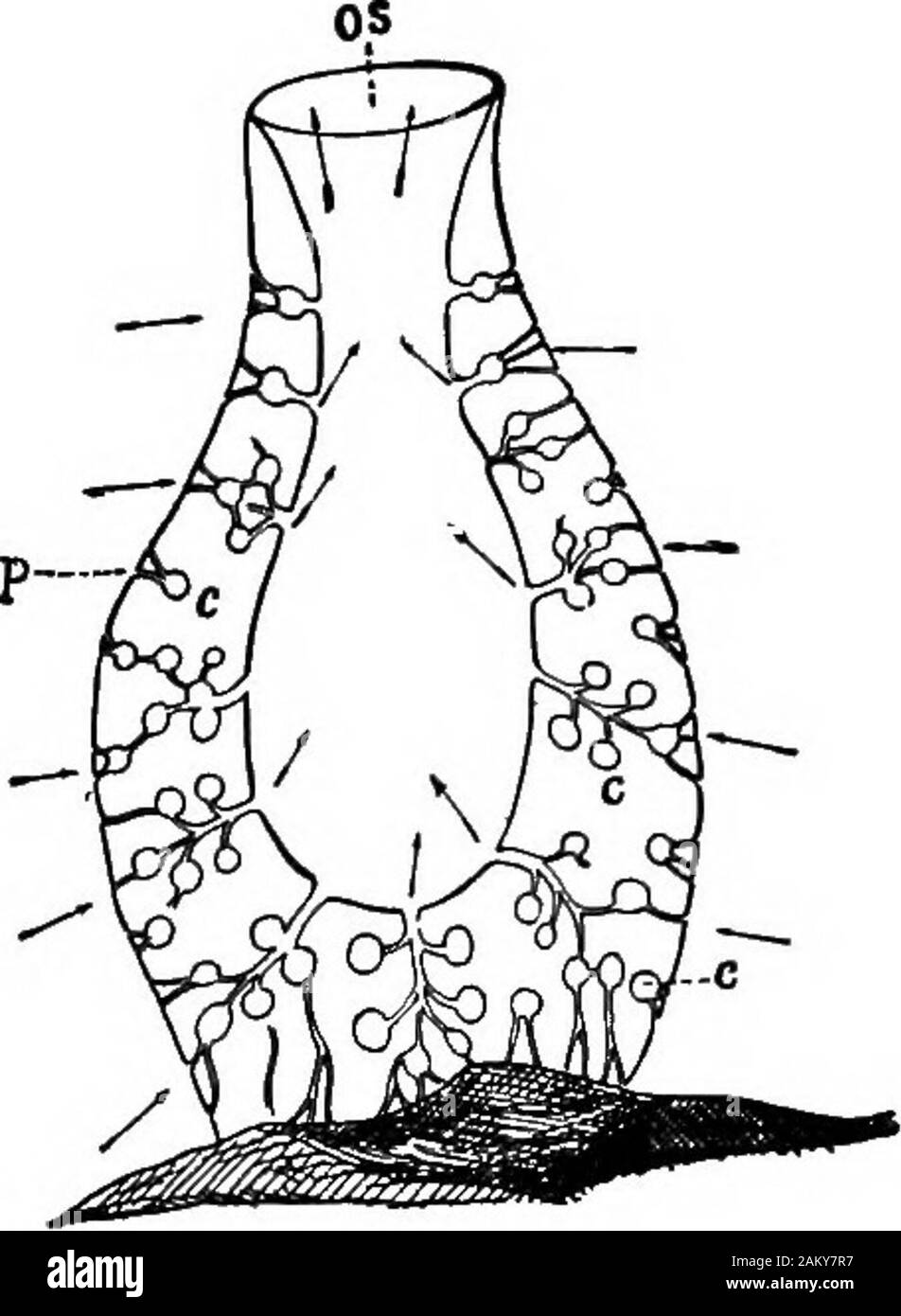 Mulberry anchor Cut Out Stock Images & Pictures Alamy