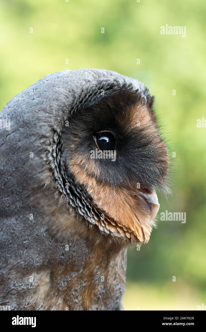 Portrait of melanistic Barn owl (Tyto alba) Stock Photo