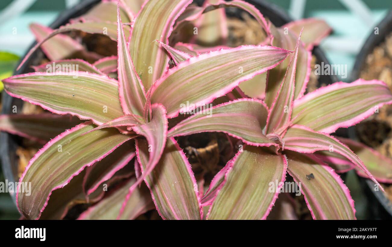 Closeup of Cryptanthus binivittus pink starling Stock Photo