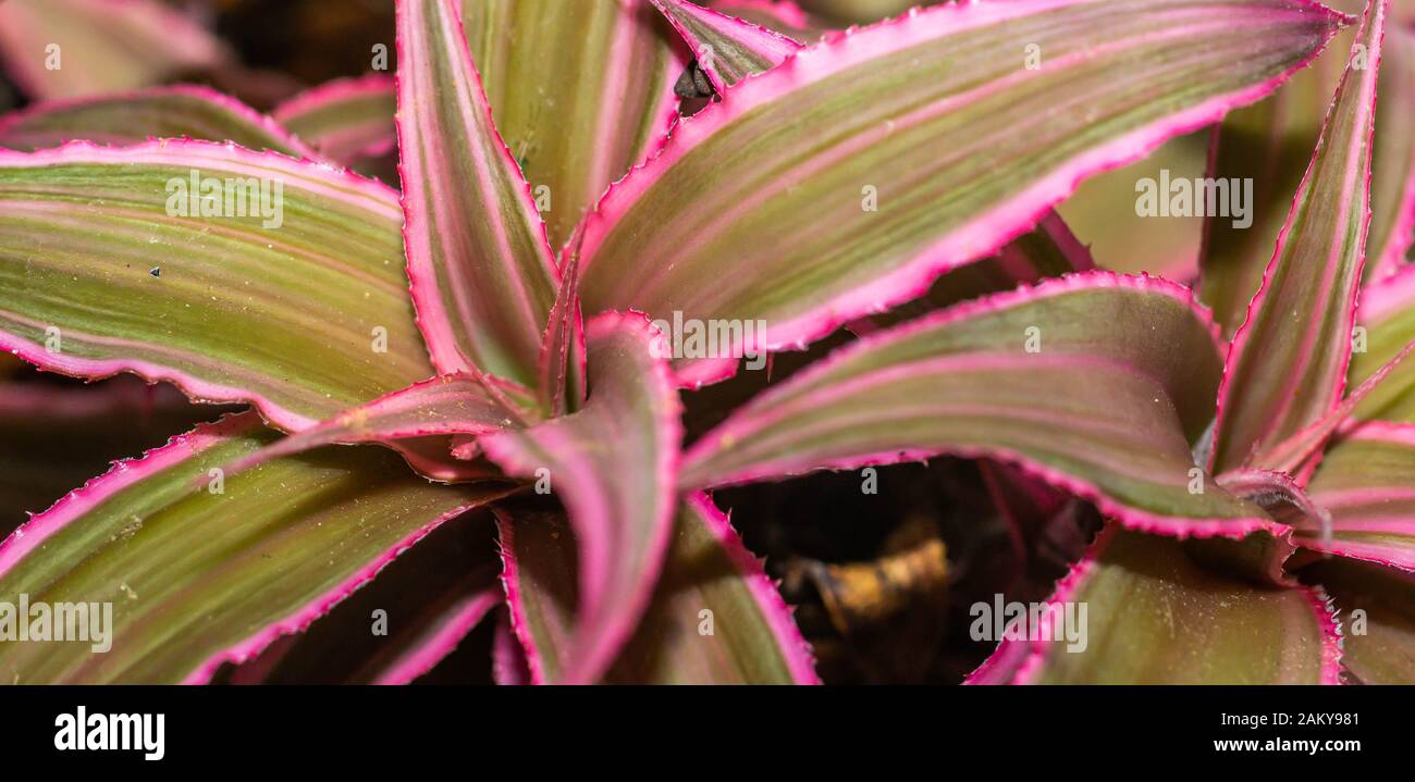 Closeup of Cryptanthus binivittus pink starling Stock Photo