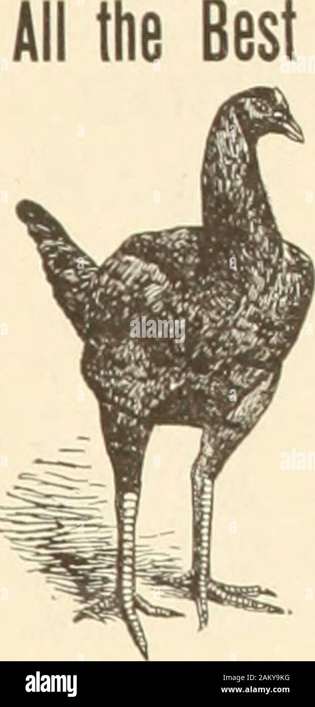 The Farm Poultry T He Has Hardly Begun To Acquireknowledge Remember One Thing A Hen Cannot Be Asuccessful Egg Machine So Long As She Has Toraise Lice Furthermore No Treatment Willcure A