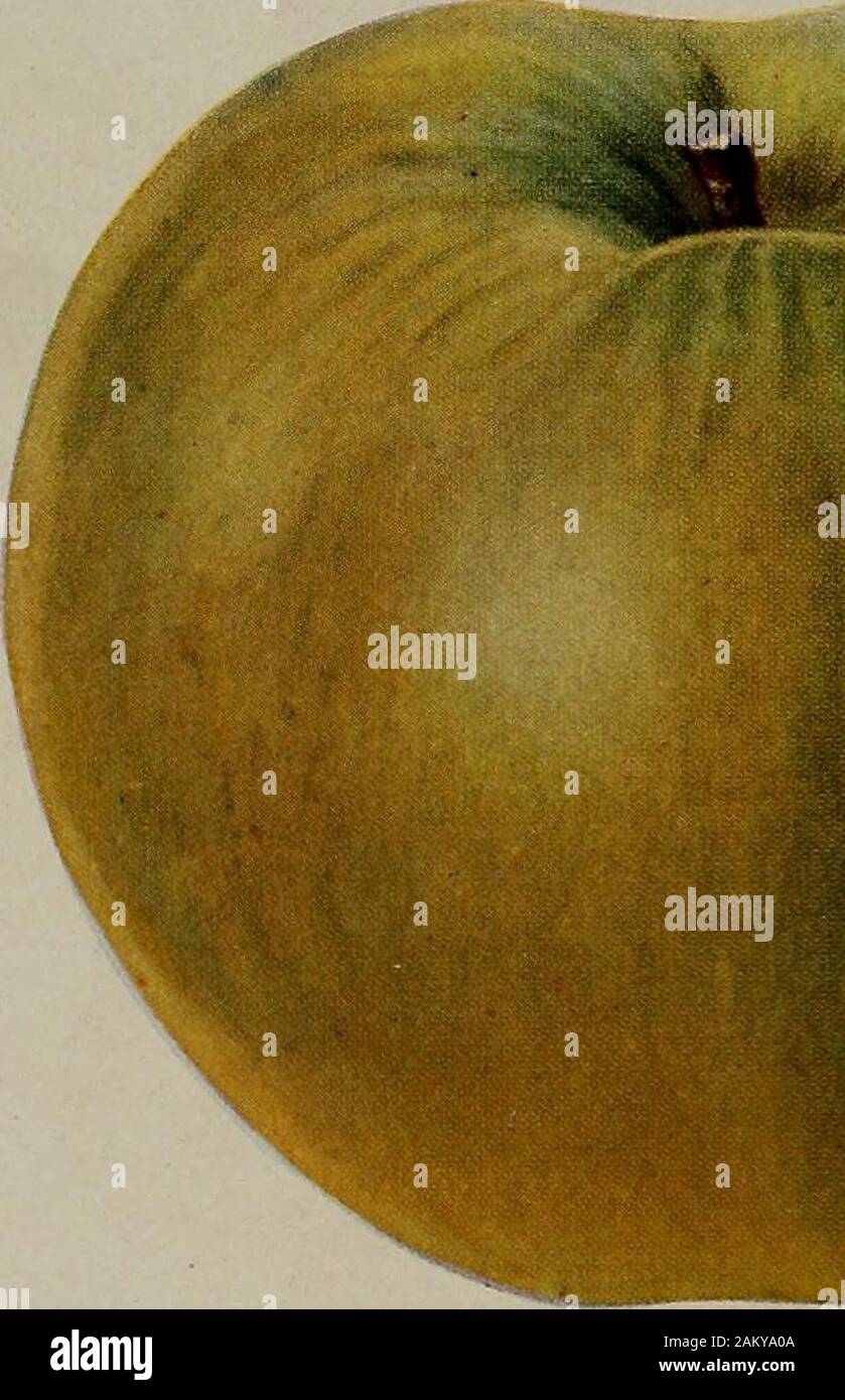 [Fruit culture] . Fig. 4 §3 24909 Stock Photo Alamy