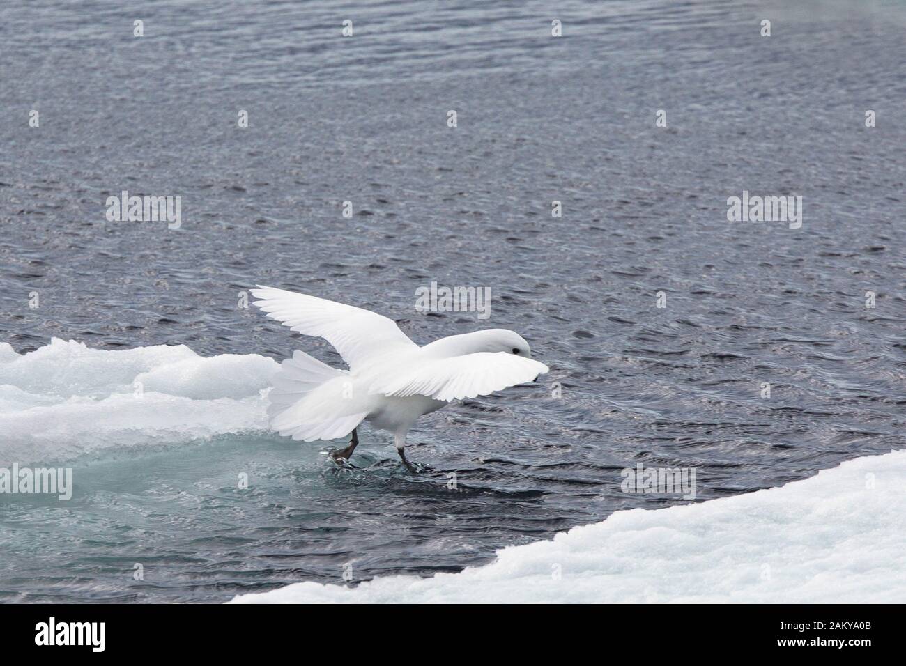 Snow Petrel in windy weather on ice floes, Snow Hill, Antarctica Stock Photo