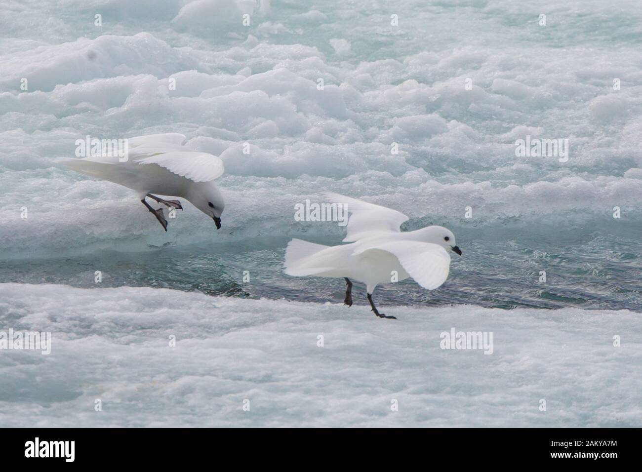 Snow Petrel in windy weather on ice floes, Snow Hill, Antarctica Stock Photo