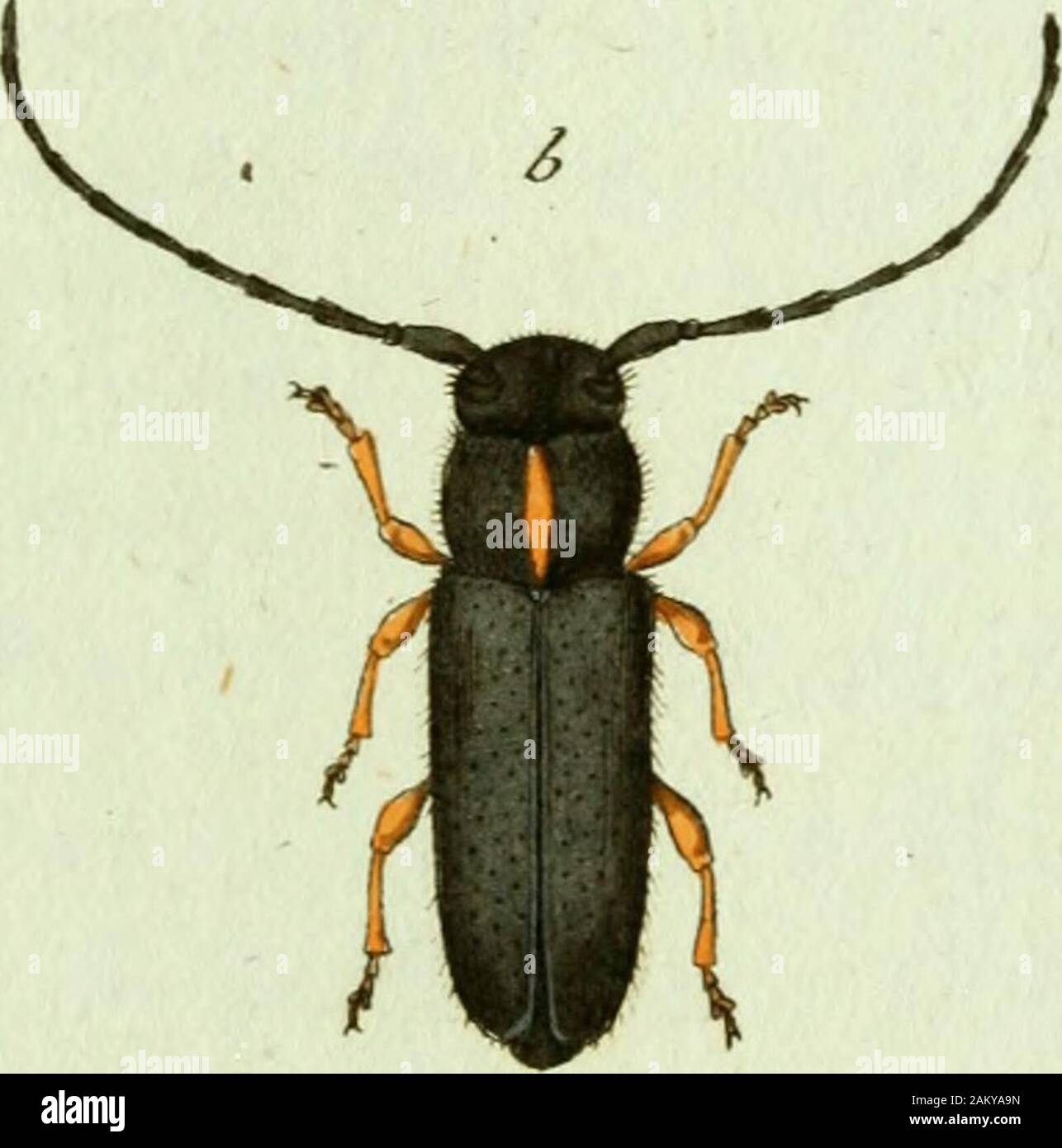 Favnae insectorvm Germanicae initia, oder, Deutschlands Insecten . J&gt;upefcLt Eijhivpuitn ^JaAn S A P E R D A E p h i p p i u iu. Der Sehneckenkäfer mit der weissen Rückens treijfe. Saperda Epliippium: nigra thoracis linea dorsaü scutellöque cinereis, fe«xnoribus ferrugineis. Fabric. Syst. Ent. T. II. n. 49« p. 3i7« Ist auch in Deutschland zu Hause; Hr. Hofapothecker uud JMedici-not Assessor Baader zu Msnnheim traf ihn in seinem Garten auf einesKohlpflanze an. a. Natürliche Grösse, b. Veigiösserung, Drey und zwanzigsles Heft, 17. J&gt; aperda, /tneola CTadn 3APERDA iineola. Der Schneckenküfe Stock Photo