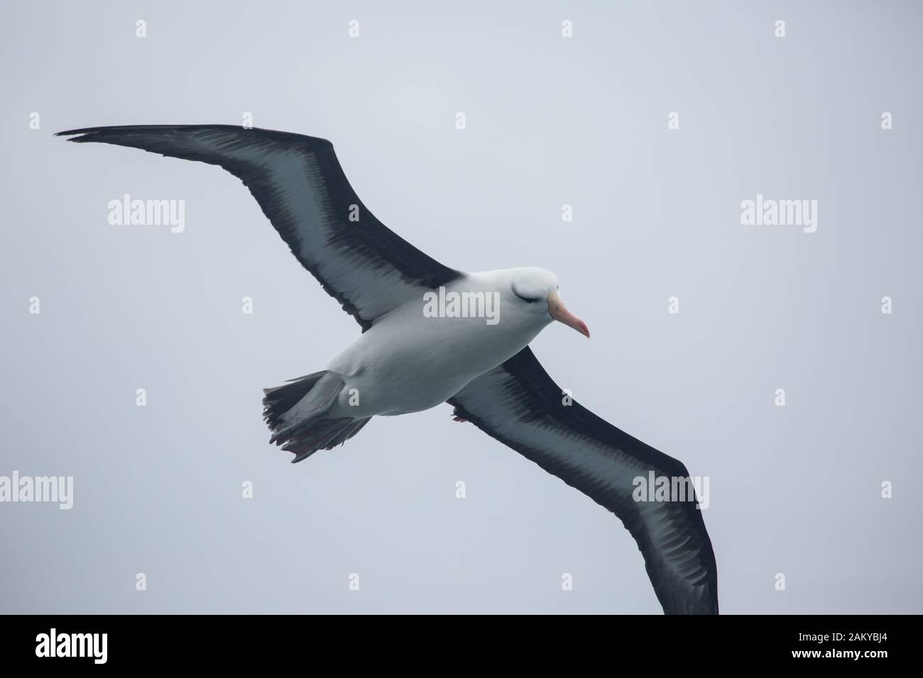 Black-browed Albatross, South Georgia, Antarctica Stock Photo