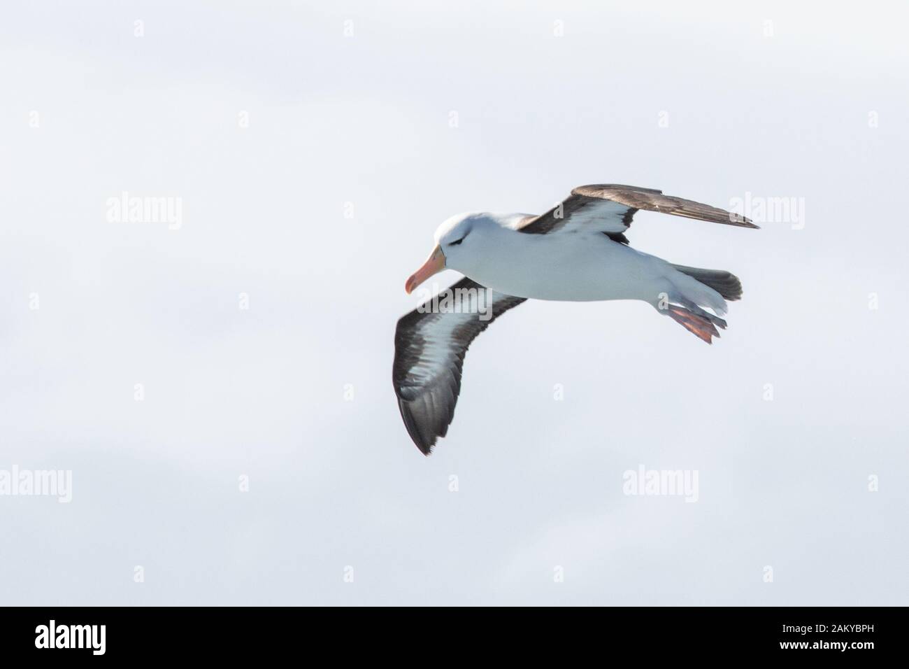 Antarctica antarctic albatross hi-res stock photography and images - Alamy