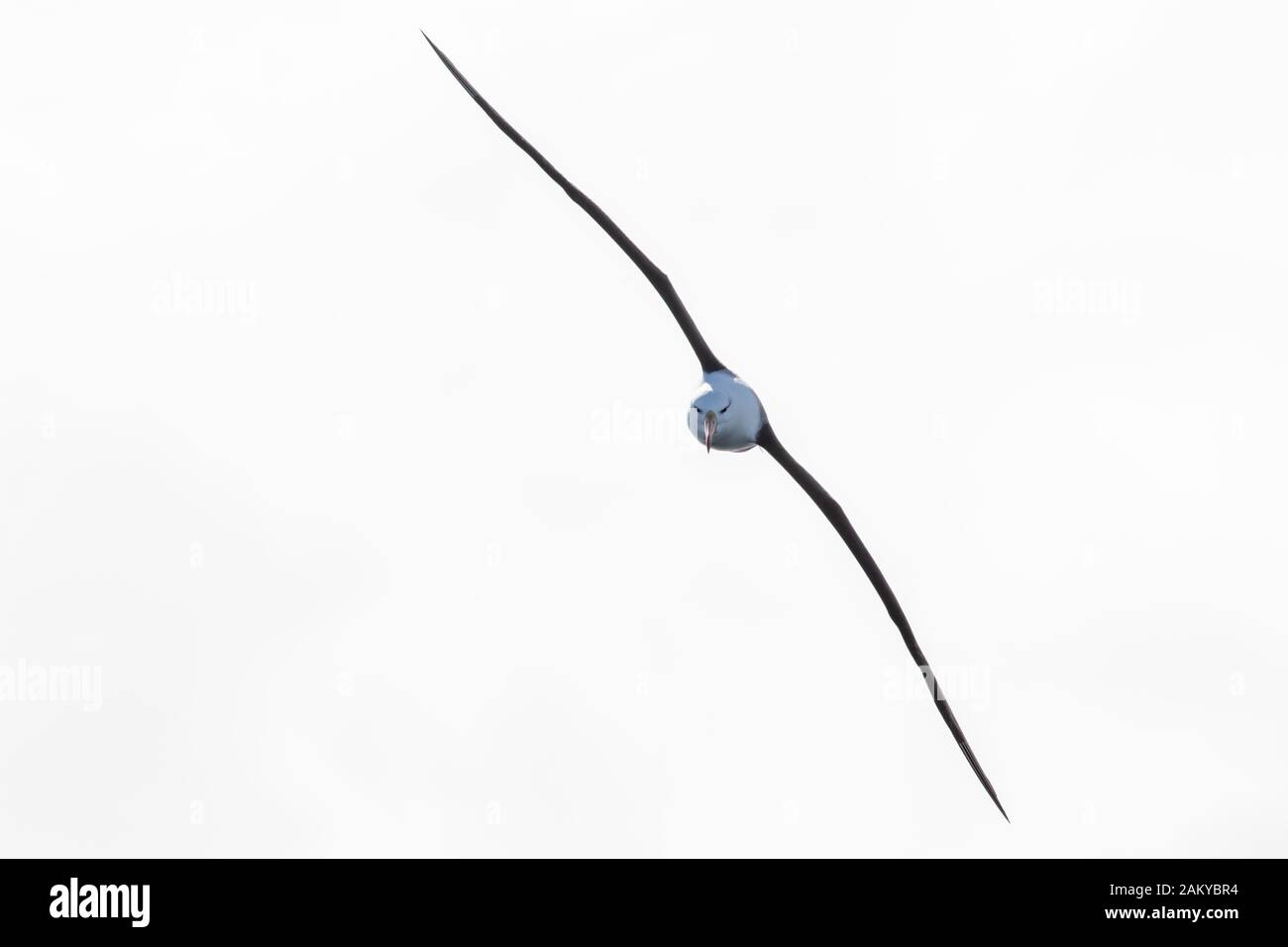 Antarctica antarctic albatross hi-res stock photography and images - Alamy