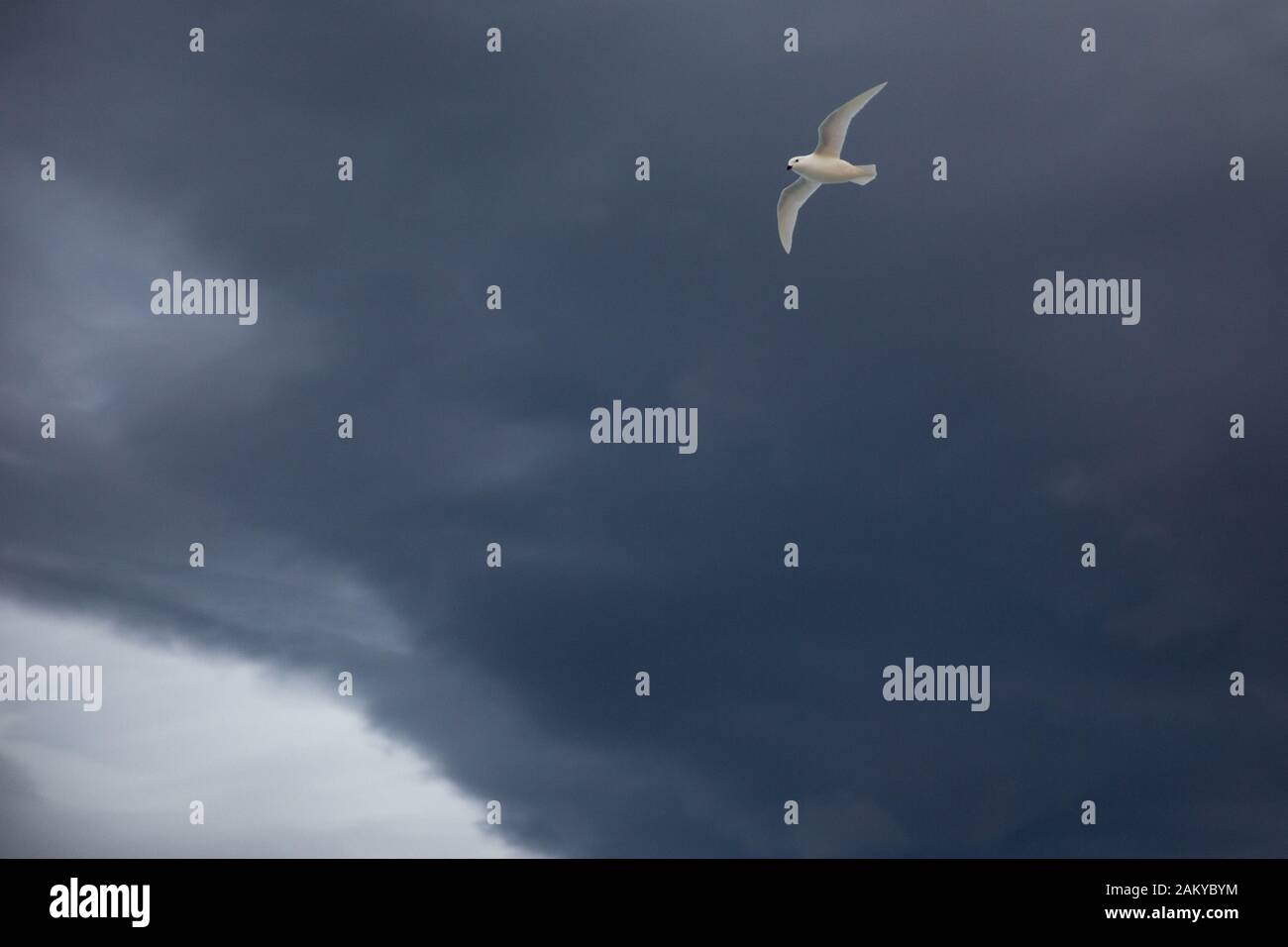 Snow Petrel flying with drake clouds behind, Antarctica Stock Photo