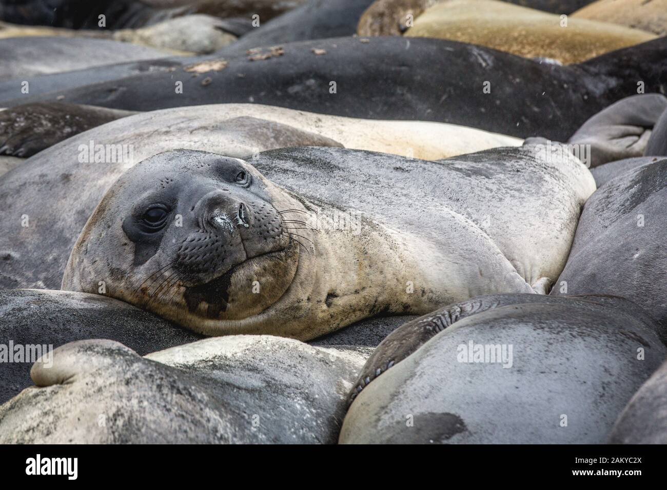 Group of elephant seals, South Georgia, Antarctica Stock Photo