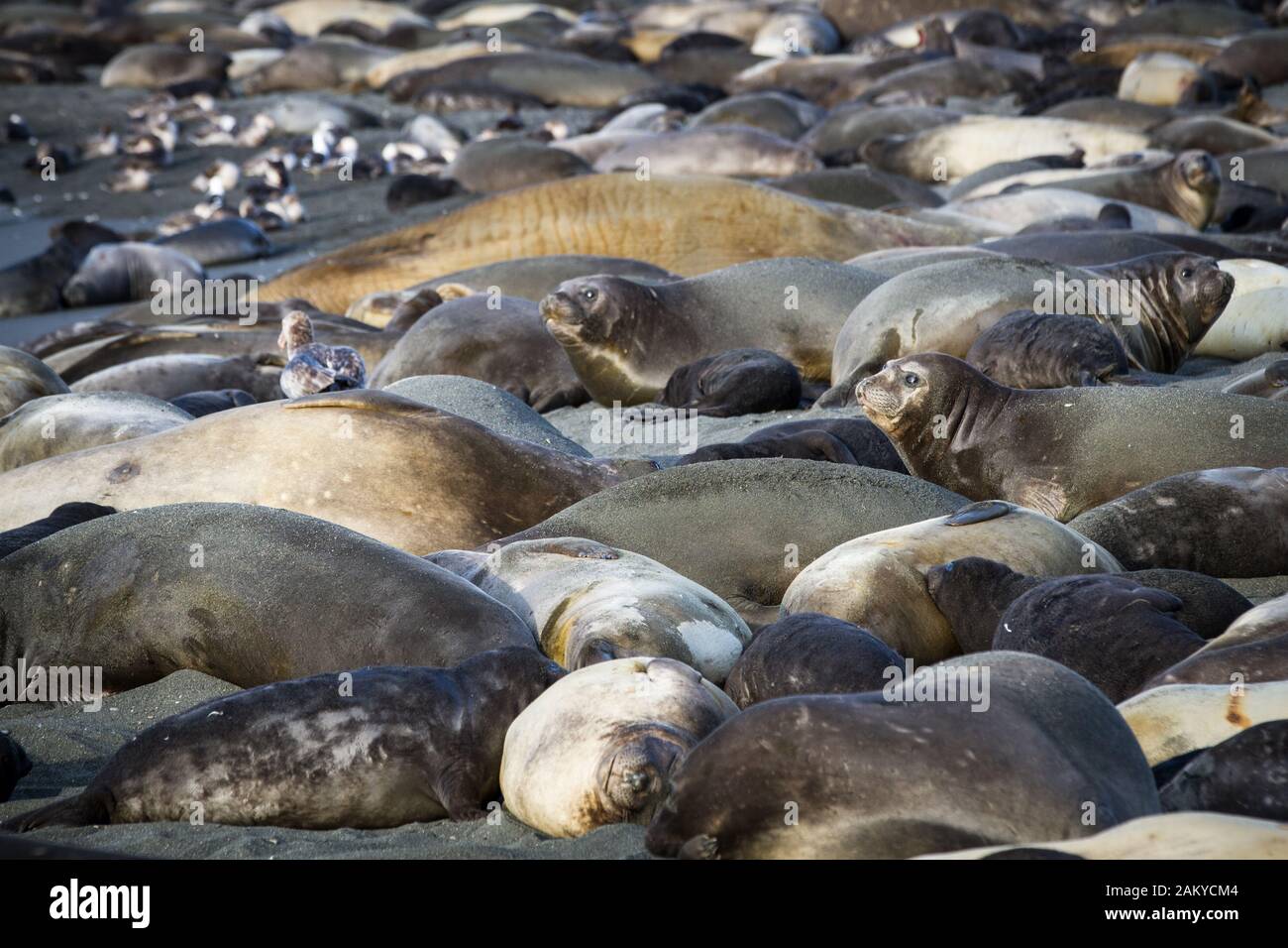 Group of elephant seals, South Georgia, Antarctica Stock Photo