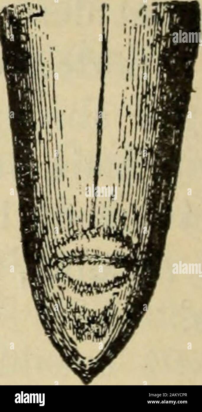 Traité de médecine et de thérapeutique . Fig. 48. — Ascaride lombri-coïde, femelle adulte. Fig. 50. — Ascaride lombricoïde ; extrémité pos-térieure de la femelle, vue du profil, à gauche,vue par la face ventrale, à droite. où chaque lèvre forme une valve. La faceexterne labiale offre un bord denté, la lèvresupérieure a deux papilles tactiles latérales,chacune des deux lèvres inférieures nen offrequune médiane. Les œufs de lAscaride lombricoïde sontpondus dans lintestin et expulsés avec lesfèces. Leur forme est caractéristique (fig. 51);ils sont ellipsoïdes, longs de 60 à 75 tx sur 35à 58 x de Stock Photo