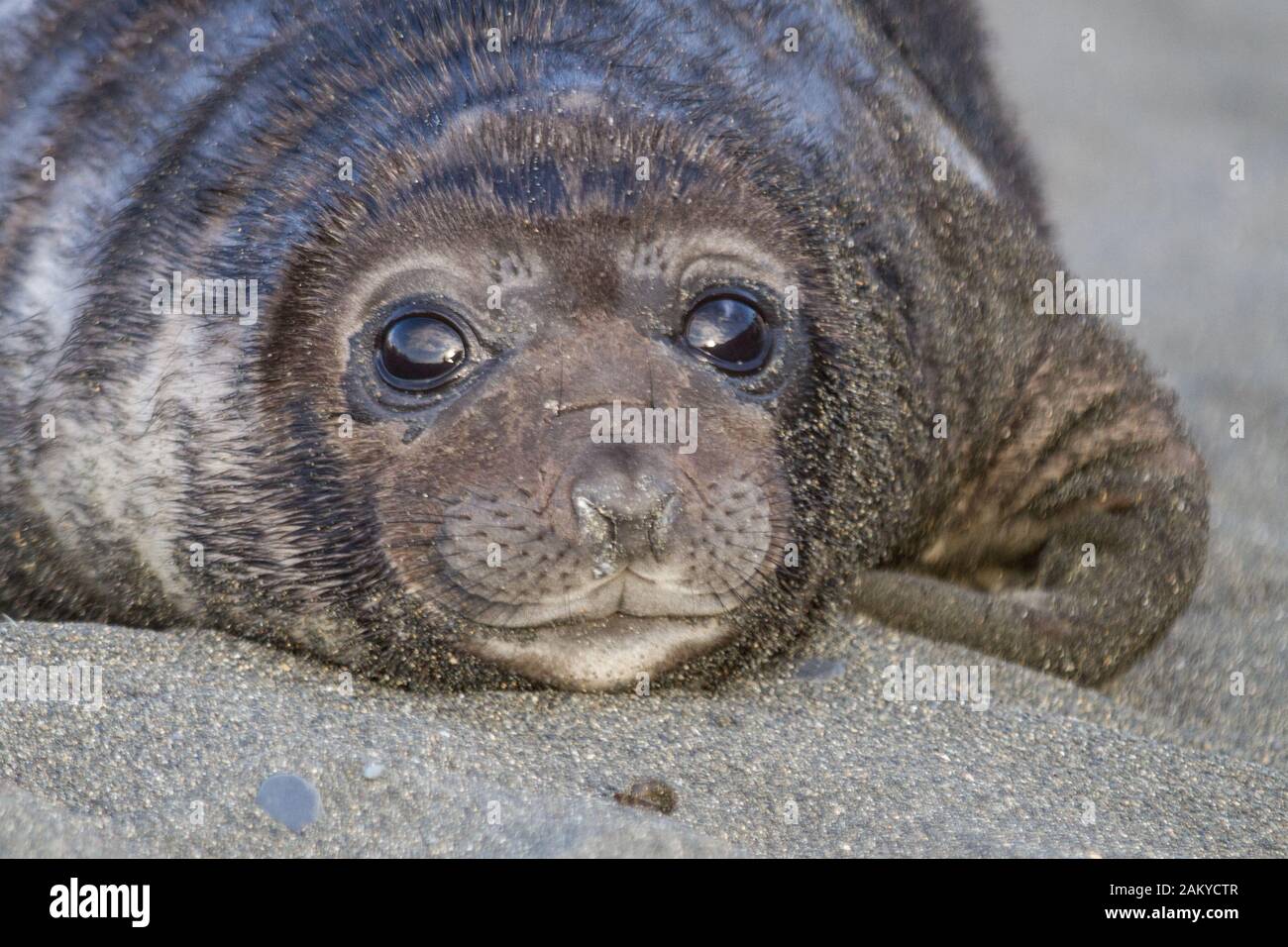 Close up young elephant seal, South Georgia, Antarctica Stock Photo