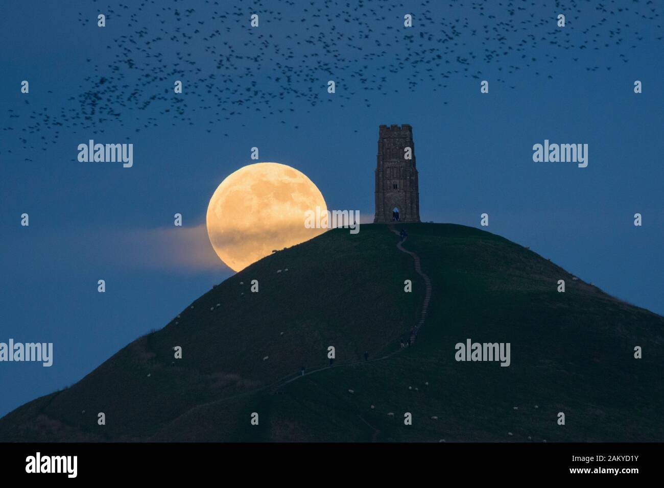 Glastonbury, UK. 10th Jan 2020. A 'Wolf moon', the first full moon of 2020, rising behind Glastonbury Tor, Somerset, as a flock of Starlings pass overhead, on 10th January 2020. Credit: Stephen Spraggon/Alamy Live News Stock Photo