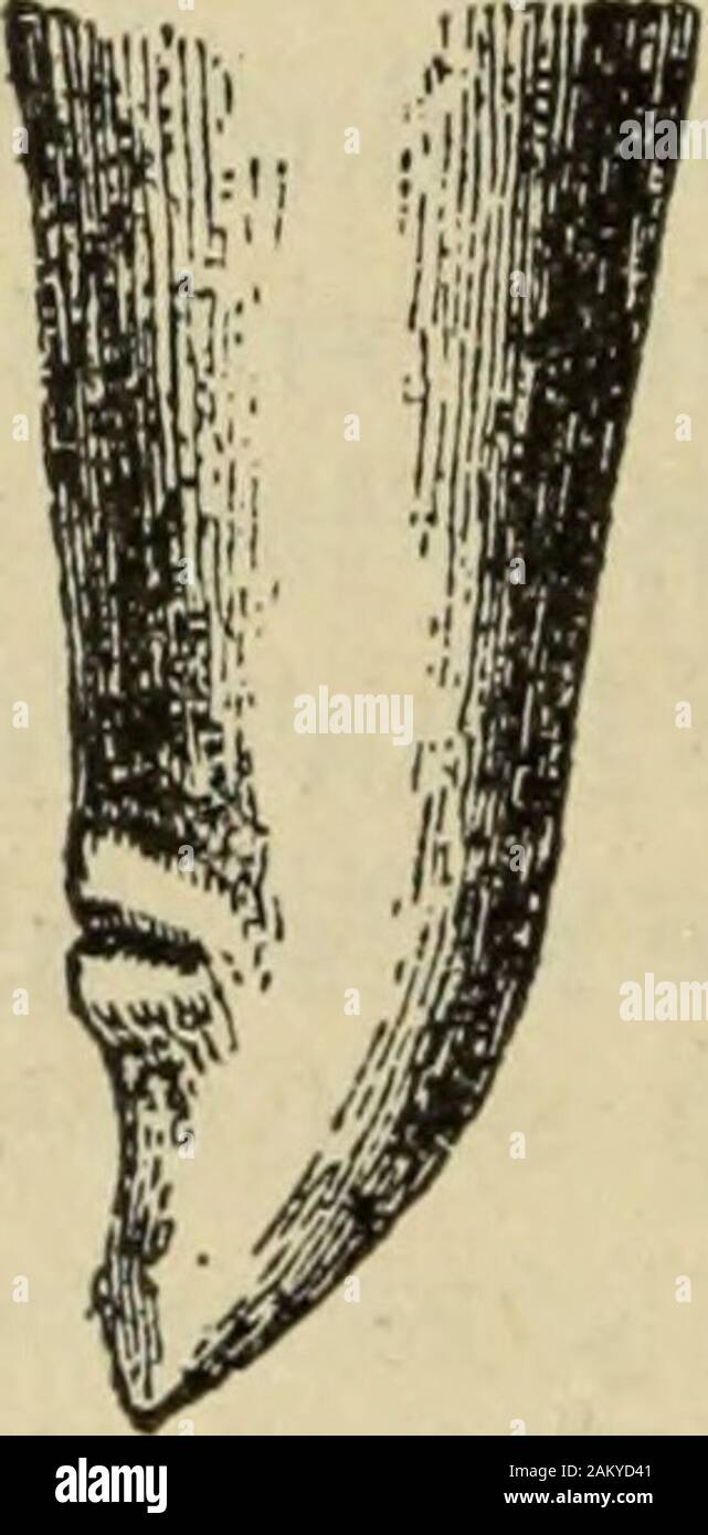 Traité de médecine et de thérapeutique . Fig. 49. — Ascaride lombricoïde ; extrémité pos-térieure du mâle. dessous. Dans les deux sexes, la bouche estpourvue de trois lèvres, une supérieure etdeux inférieures, munies de papilles tactiles ;lappareil labial représente un bouton trilobé. Stock Photo