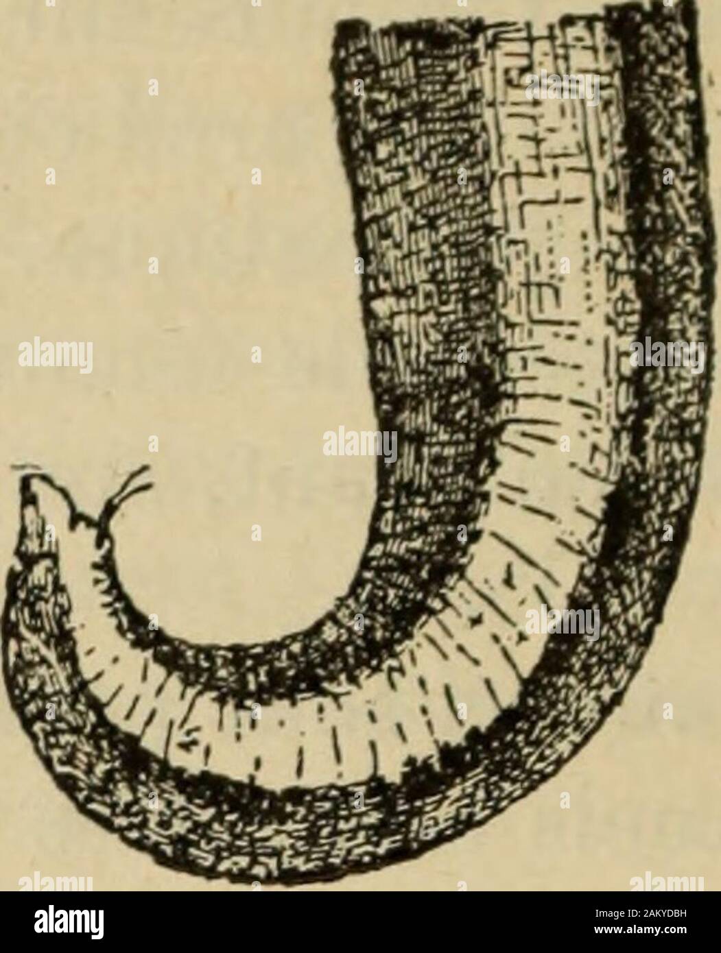 Traité de médecine et de thérapeutique . Fig. 49. — Ascaride lombricoïde ; extrémité pos-térieure du mâle. dessous. Dans les deux sexes, la bouche estpourvue de trois lèvres, une supérieure etdeux inférieures, munies de papilles tactiles ;lappareil labial représente un bouton trilobé Stock Photo