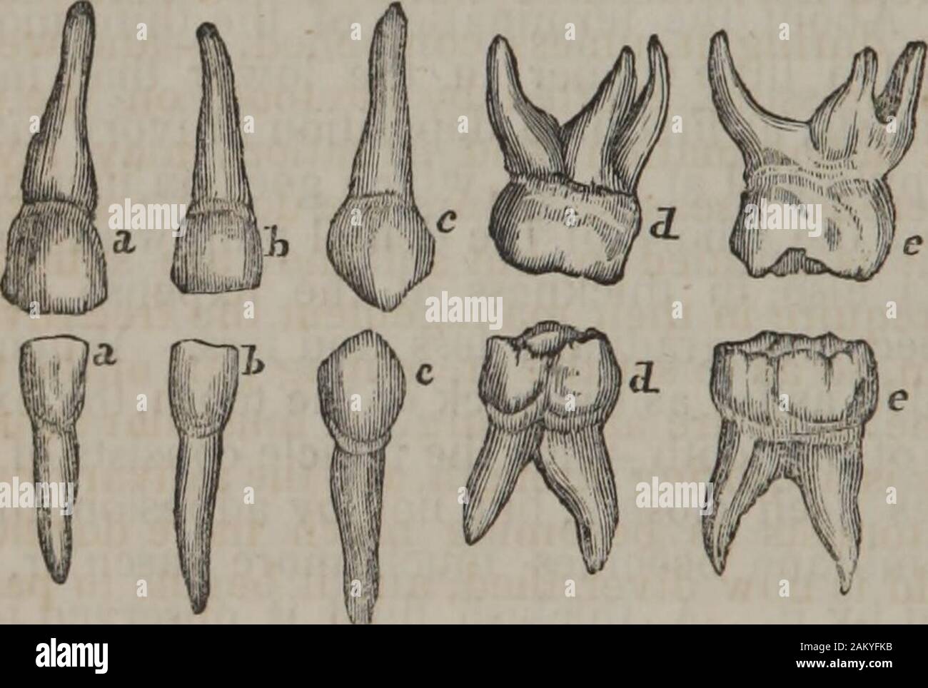 Tooth Retzius P nasmyth hi-res stock photography and images - Alamy