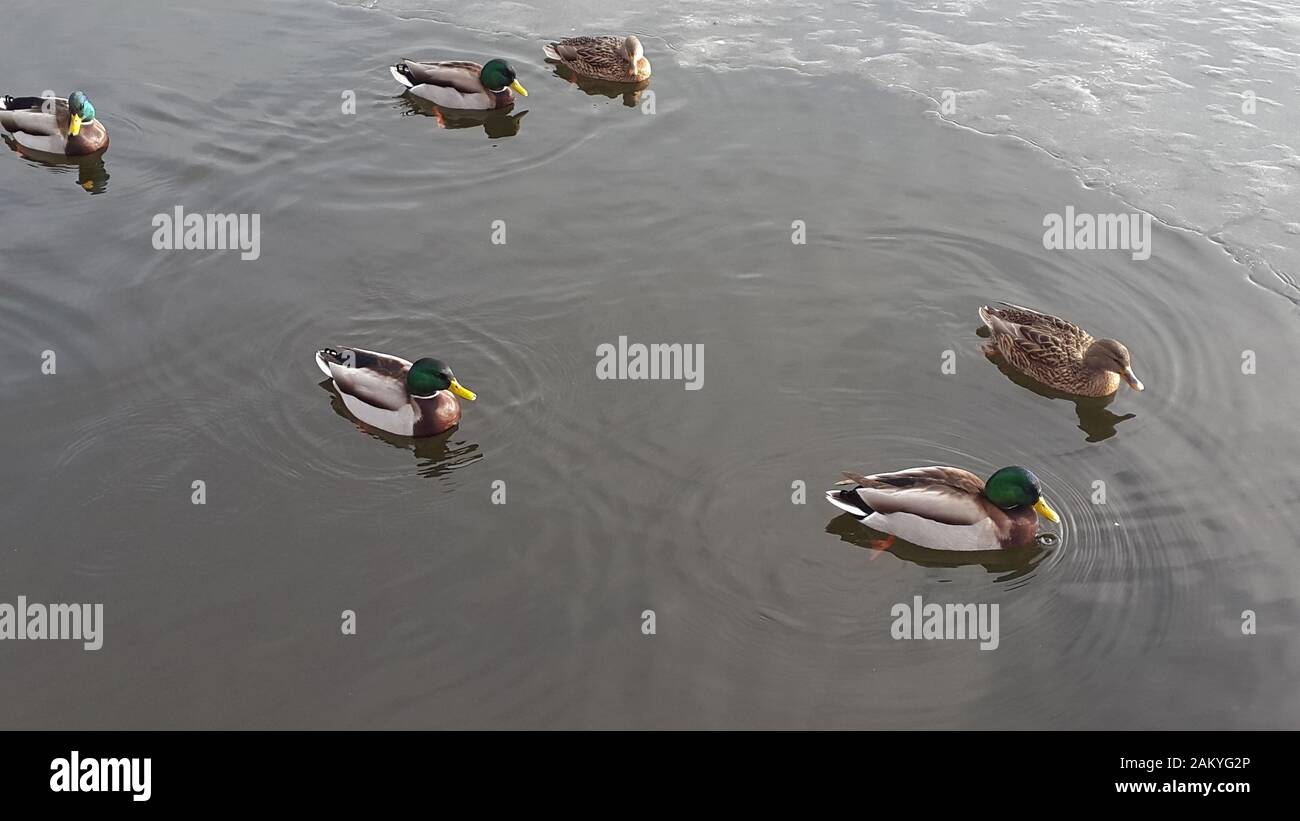 Ducks swim in winter ice cold water. Ducks in winter lake Stock Photo