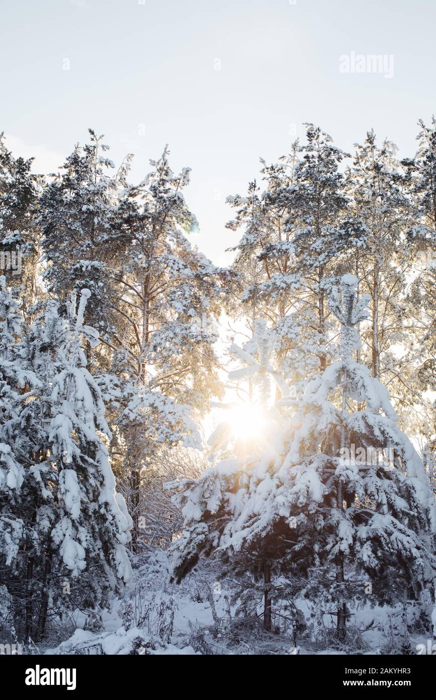 Beautiful snow firs in the sun. Russian winter Stock Photo