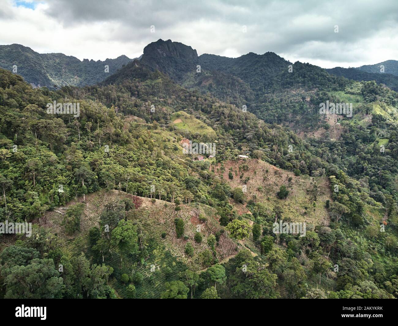 Coffee farm plantation on high mountain landscape aerial view Stock Photo