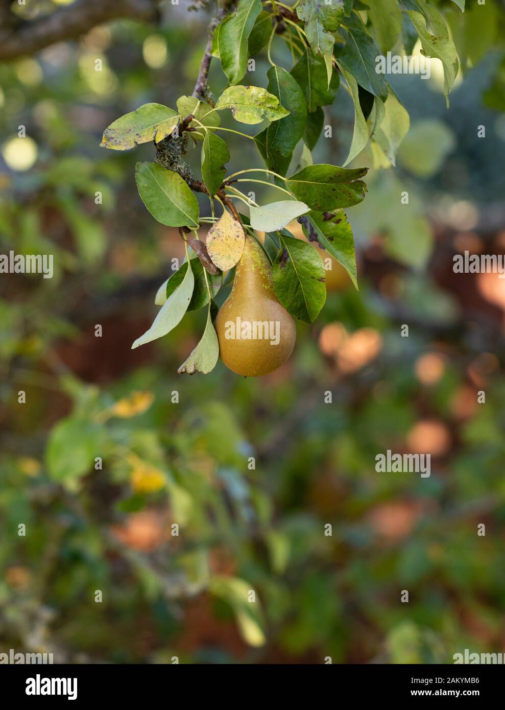 fruit-hanging-on-a-pear-tree-in-a-garden-in-kent-the-garden-of-england